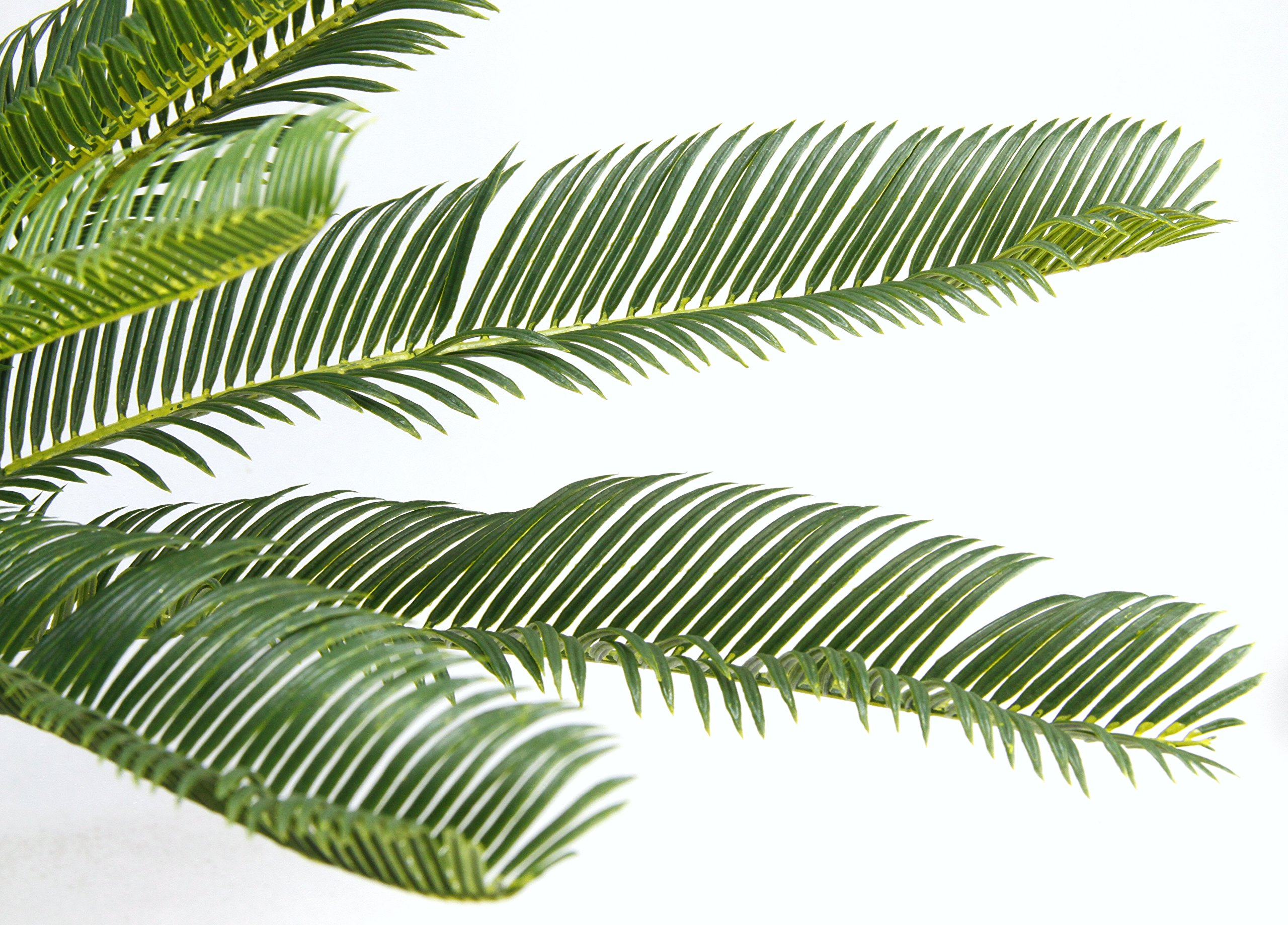 Cycaspalme en Maceta.