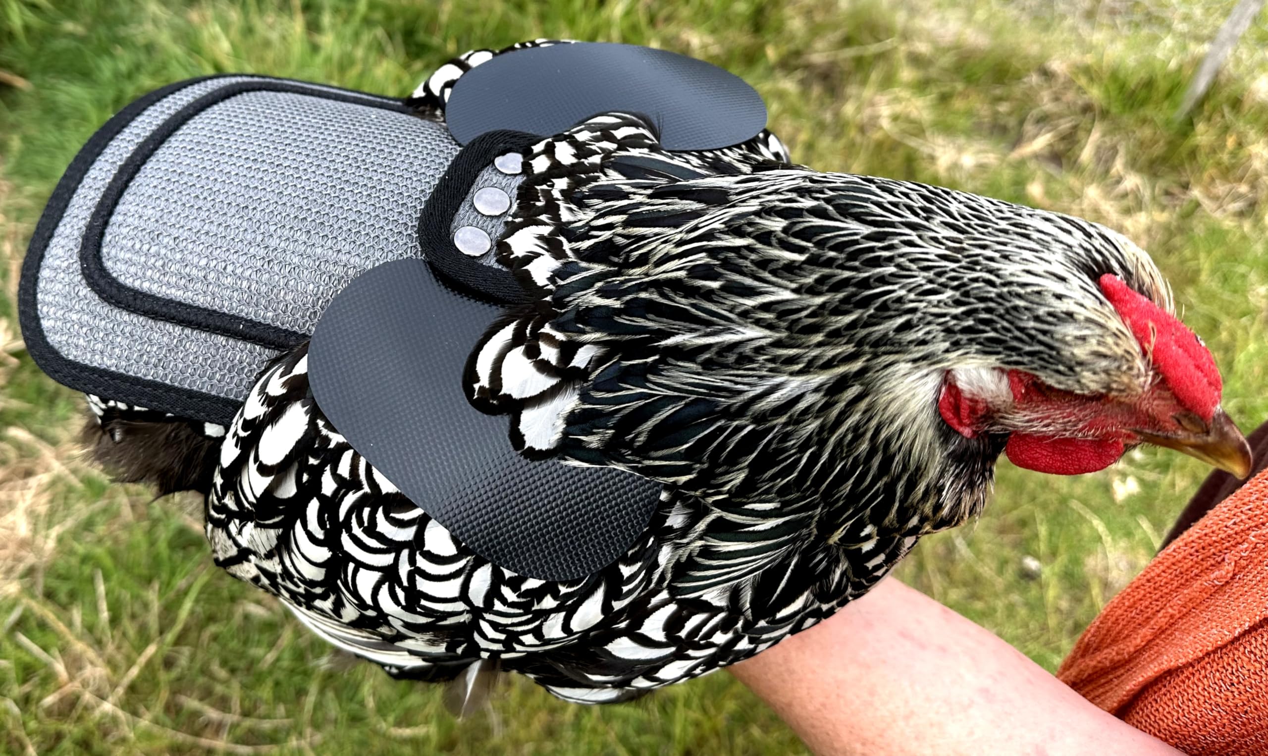 DOWN UNDER OUTDOORS Selle de poulet de qualité supérieure, sangles réglables pour s'adapter aux poules moyennes et grandes, protection de volaille, tablier, fournitures, produits et équipements, y
