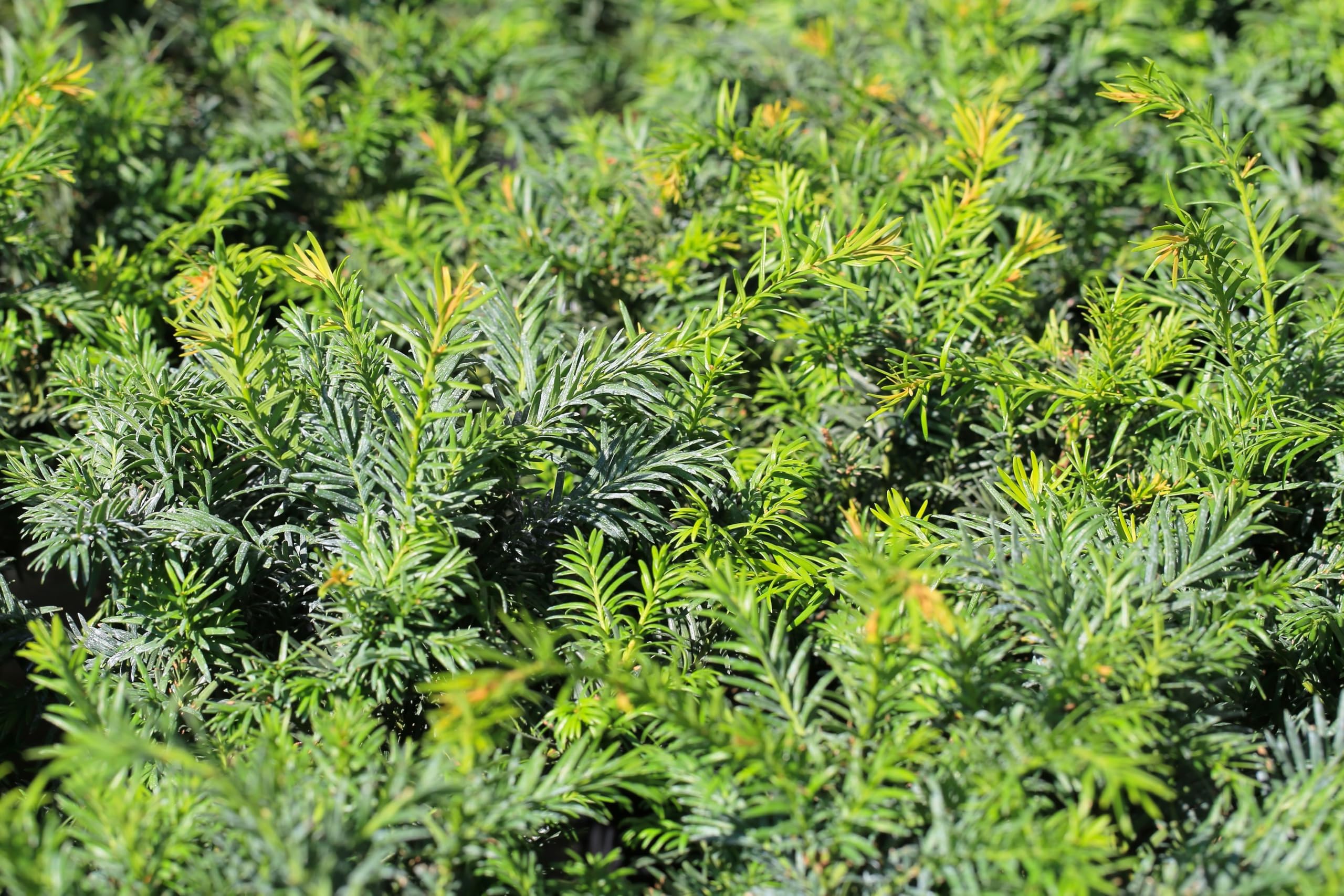 Stauden Gänge 10 x Taxus baccata 'Repandens' Bodendeckereibe winterhart