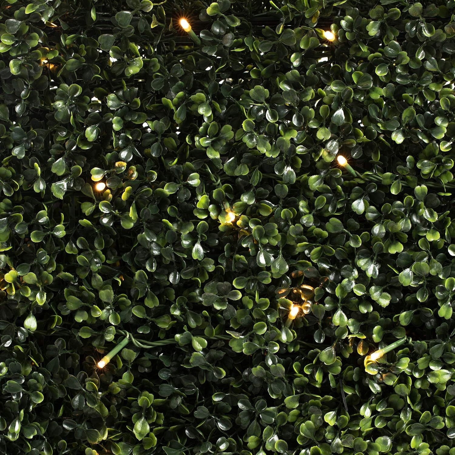 Vickerman Everyday Artificial Pre-Lit LED Boxwood Hedge 48" L x 12" W x 48" T- UV Resistant Indoor Outdoor - Natural Green - Home Backyard Wedding Garden Decoration