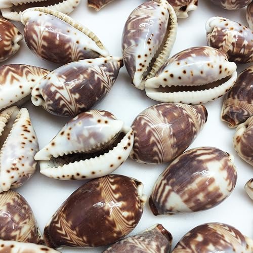 Miniatura 3 de PEPPERLONELY 25PC Day-Break Cowry Sea Shells, Palmadusta Diluculum Shells, 34 pulgadas  1-14 pulgadas