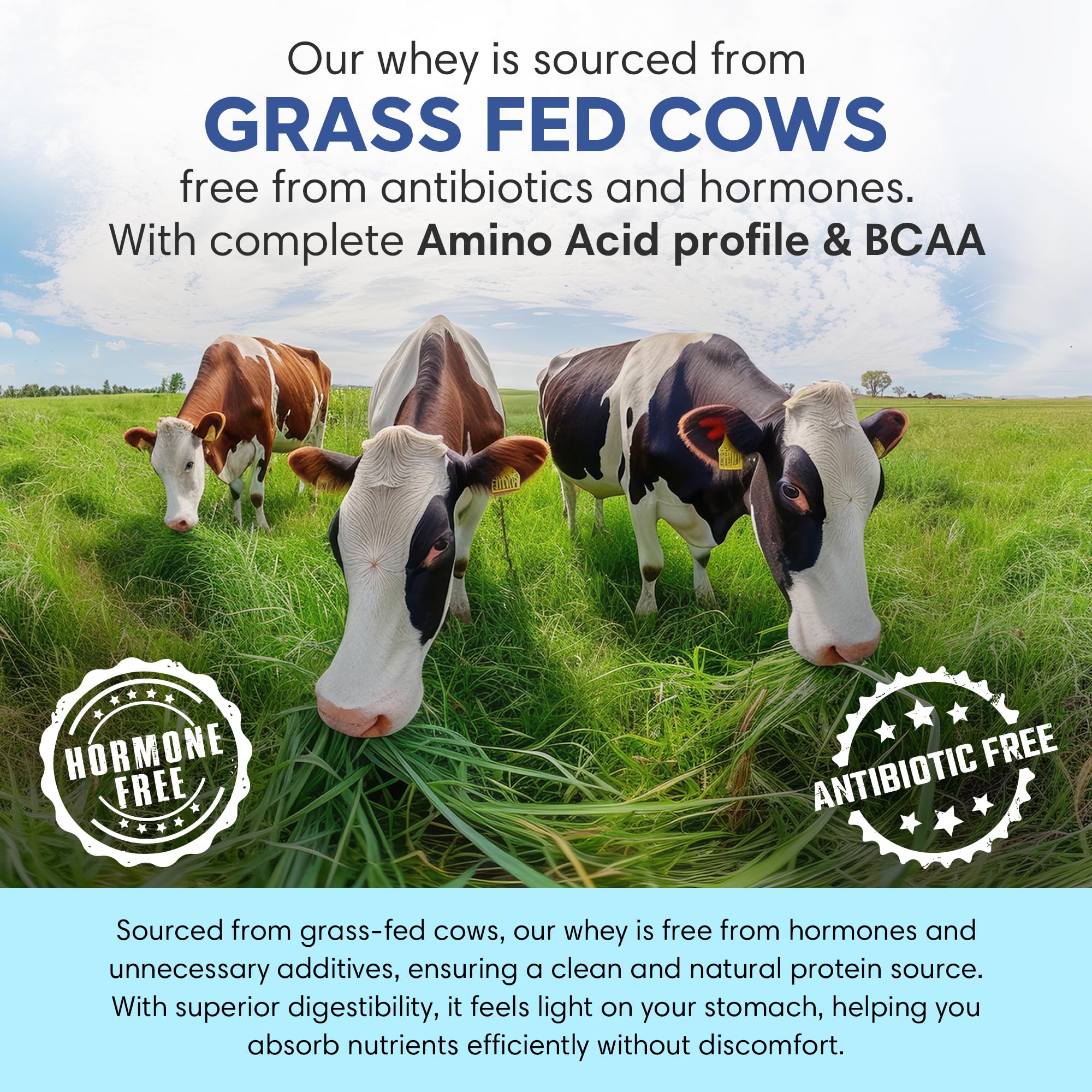 Foodstrong Whey Protein Powder (Concentrate + Isolate), 100% Hormone Free Grass-Fed Whey, 26G Protein & 6.6G BCAA, Vanilla, With Turmeric & Digestive Enzymes, (15 Sachets), 525G 1
