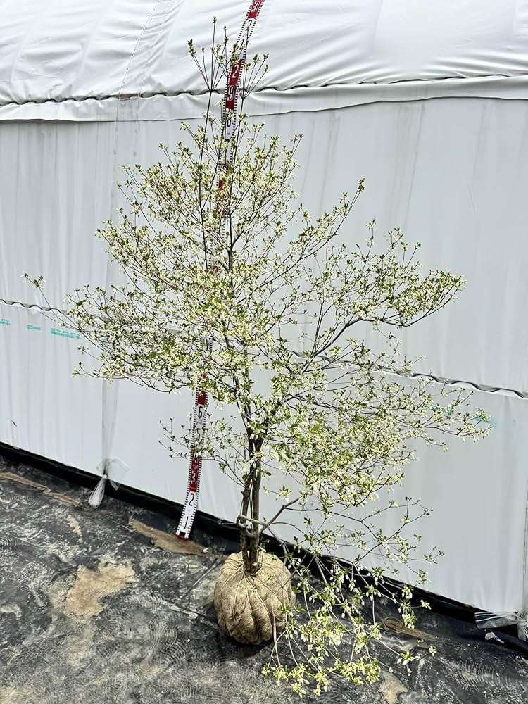 流れ樹形の曲線美が美しい 枝流れ ドウダンツツジ 355 樹高1.7m位 流れ樹形の曲線美が美しい 枝流れ ドウダンツツジ 355 樹高1.7m位