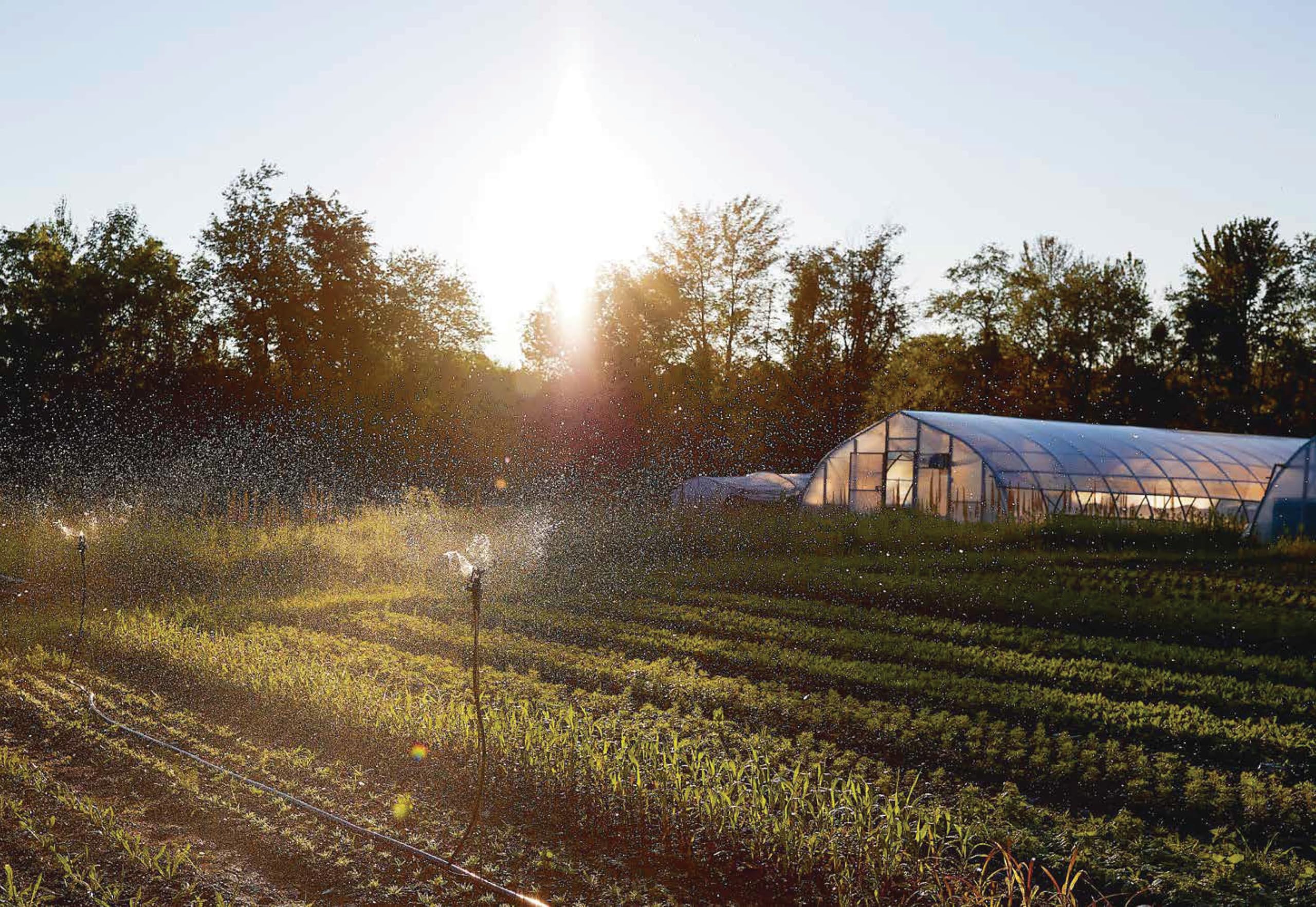 Floramama: From Garden to Bouquet, Growing Flowers for Market