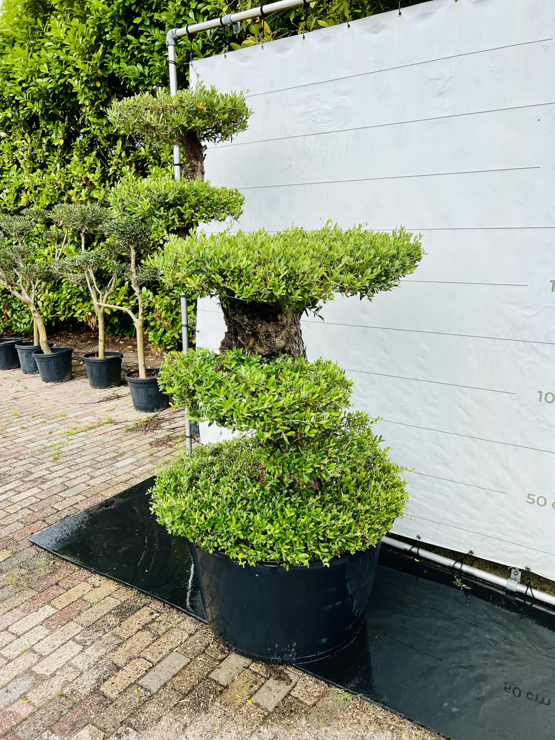 amazon bambus sichtschutz Bambus-Sichtschutz LIAO DELUXE