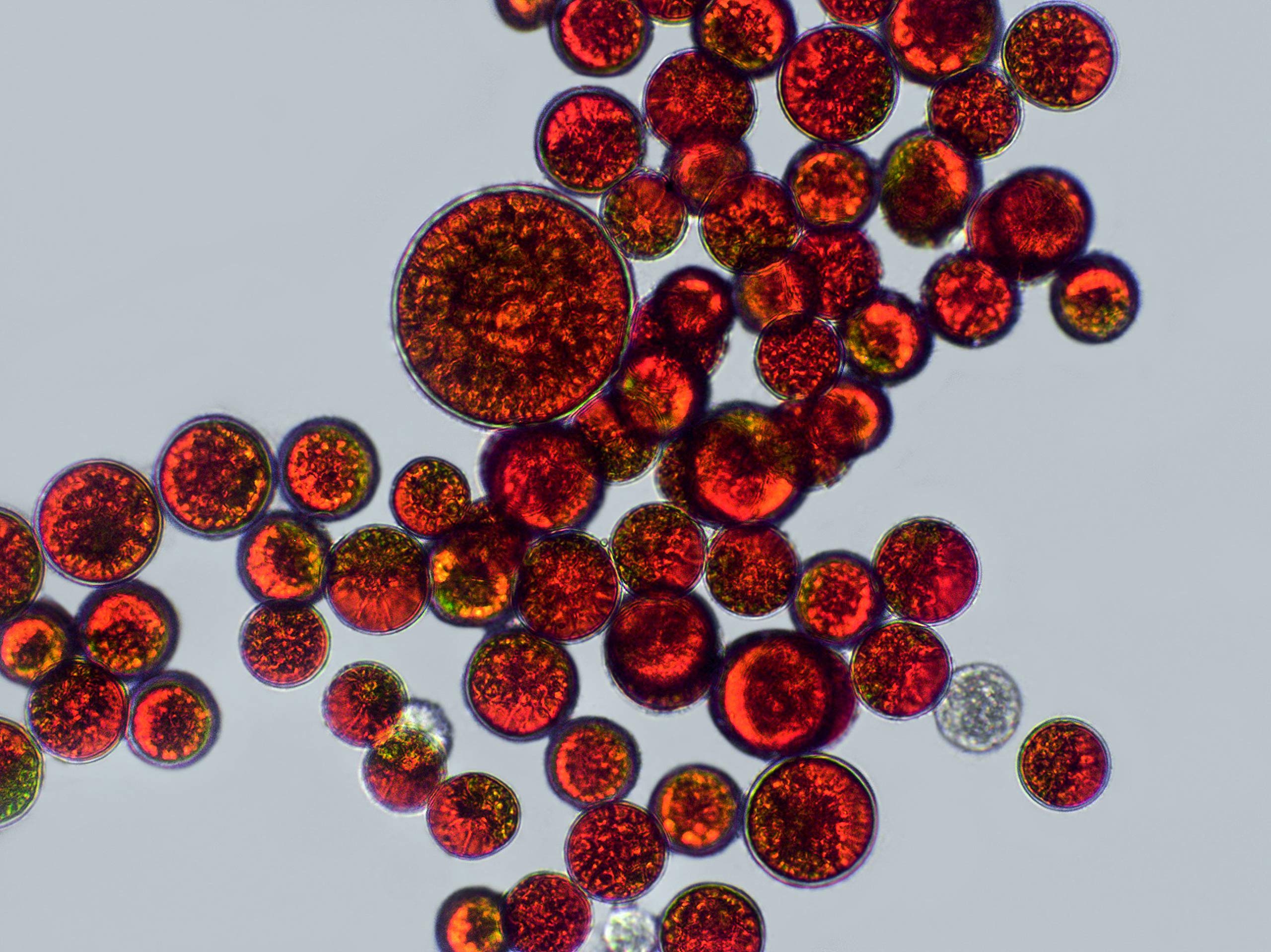 Berglöwe AUSTRIAN ASTAXANTHIN Kapseln 8mg