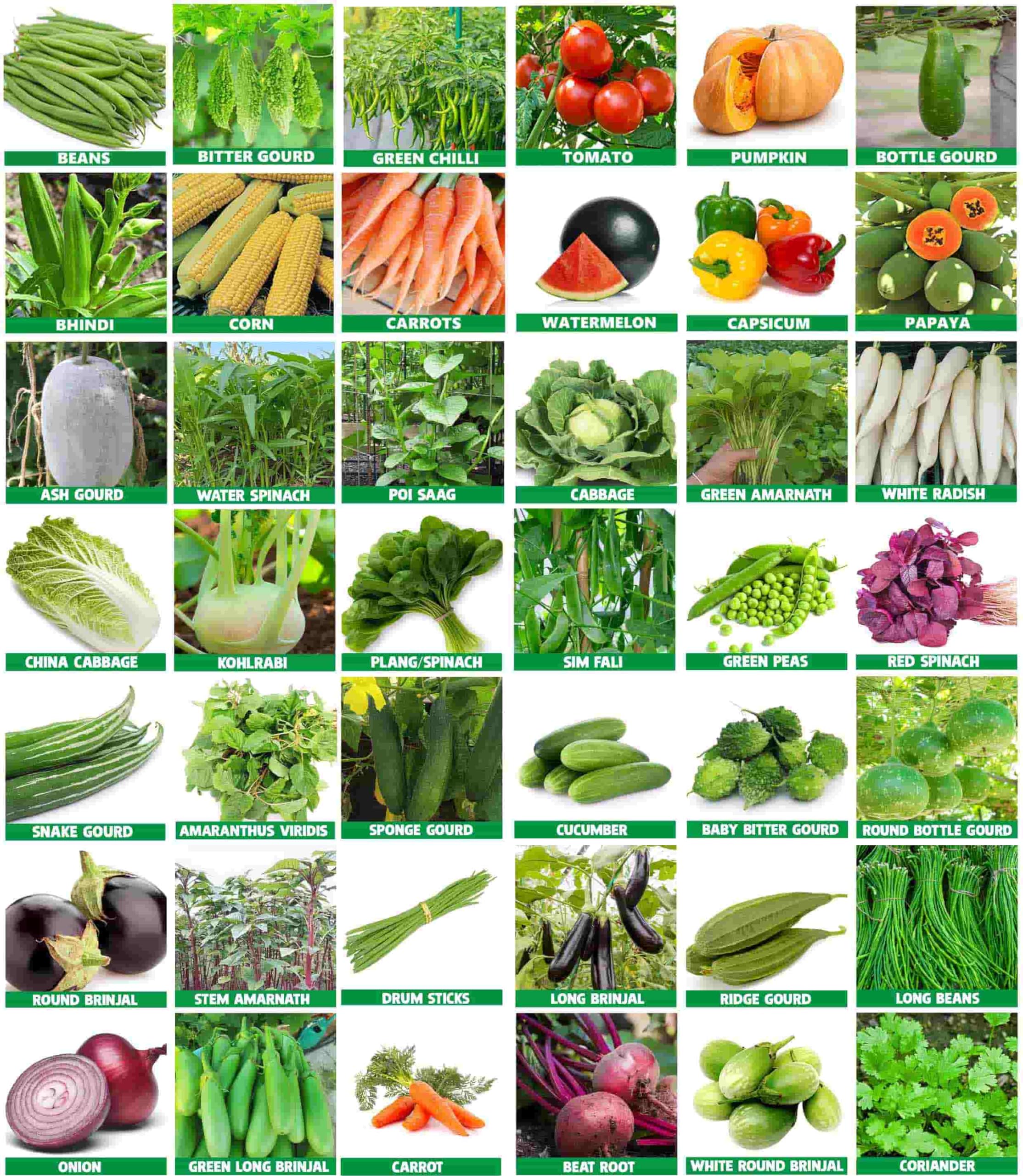40 Variety Of Vegetable Seeds Combo Pack With Instruction Manual (2300 seeds)