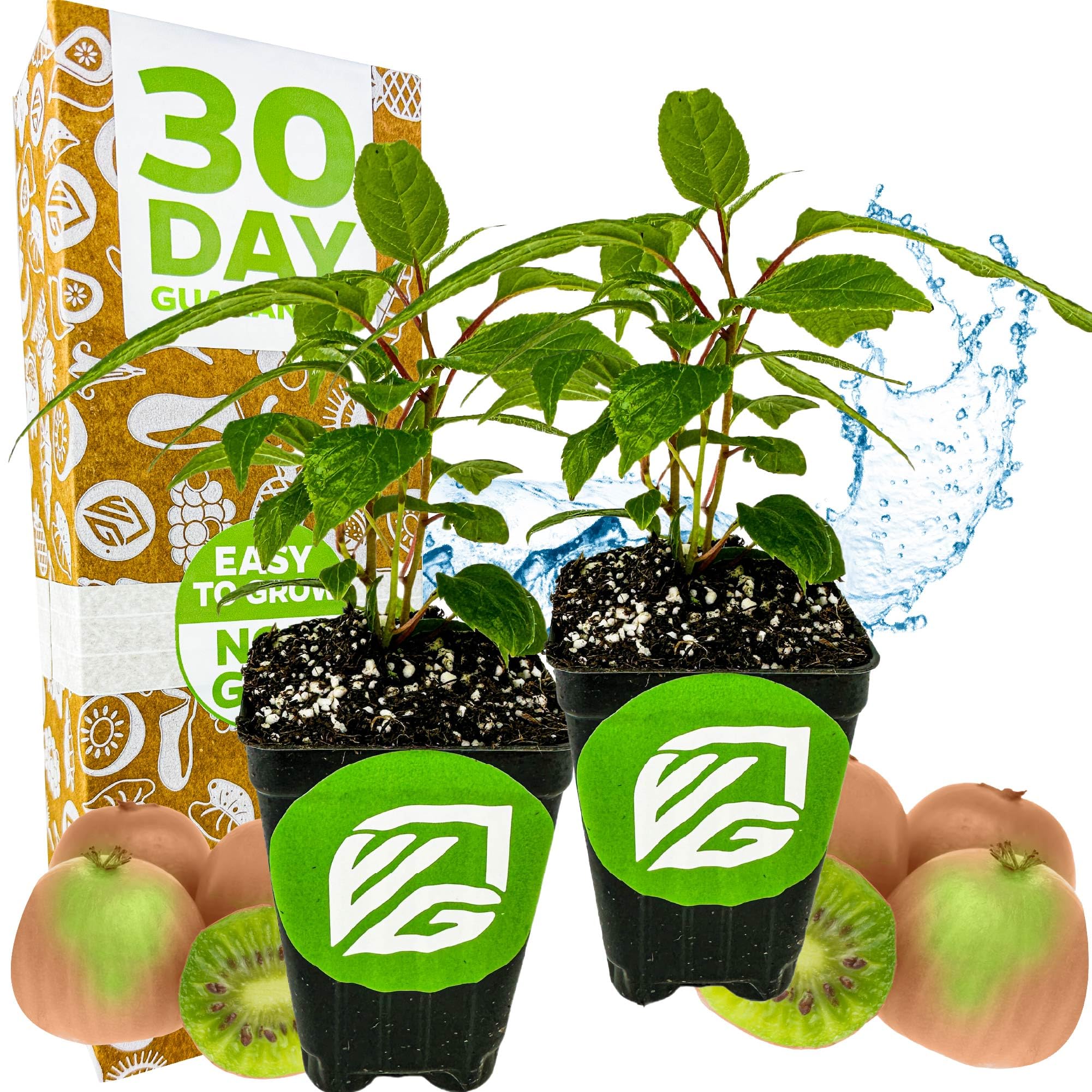 Prolific Hardy Kiwi 2-Pack