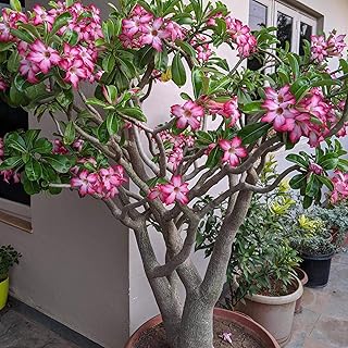 5 PCS/BAG Rare red Desert Rose Seeds Balcony Bonsai Ornamental Flowers Adenium obesum Seeds Absorption of Formaldehyde