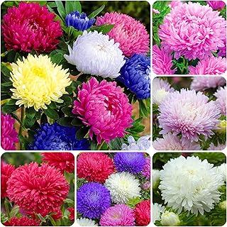 1000+ Perennial Aster Flower Seeds for Planting Outdoors-Powderpuff Mix ...