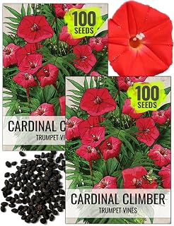 Seed Needs Cardinal Climber Seeds - 100 Heirloom Ipomoea Quamoclit Vine Seeds, Non-GMO Pollinator Attracting Red Trumpet Blooms (2 Packs)