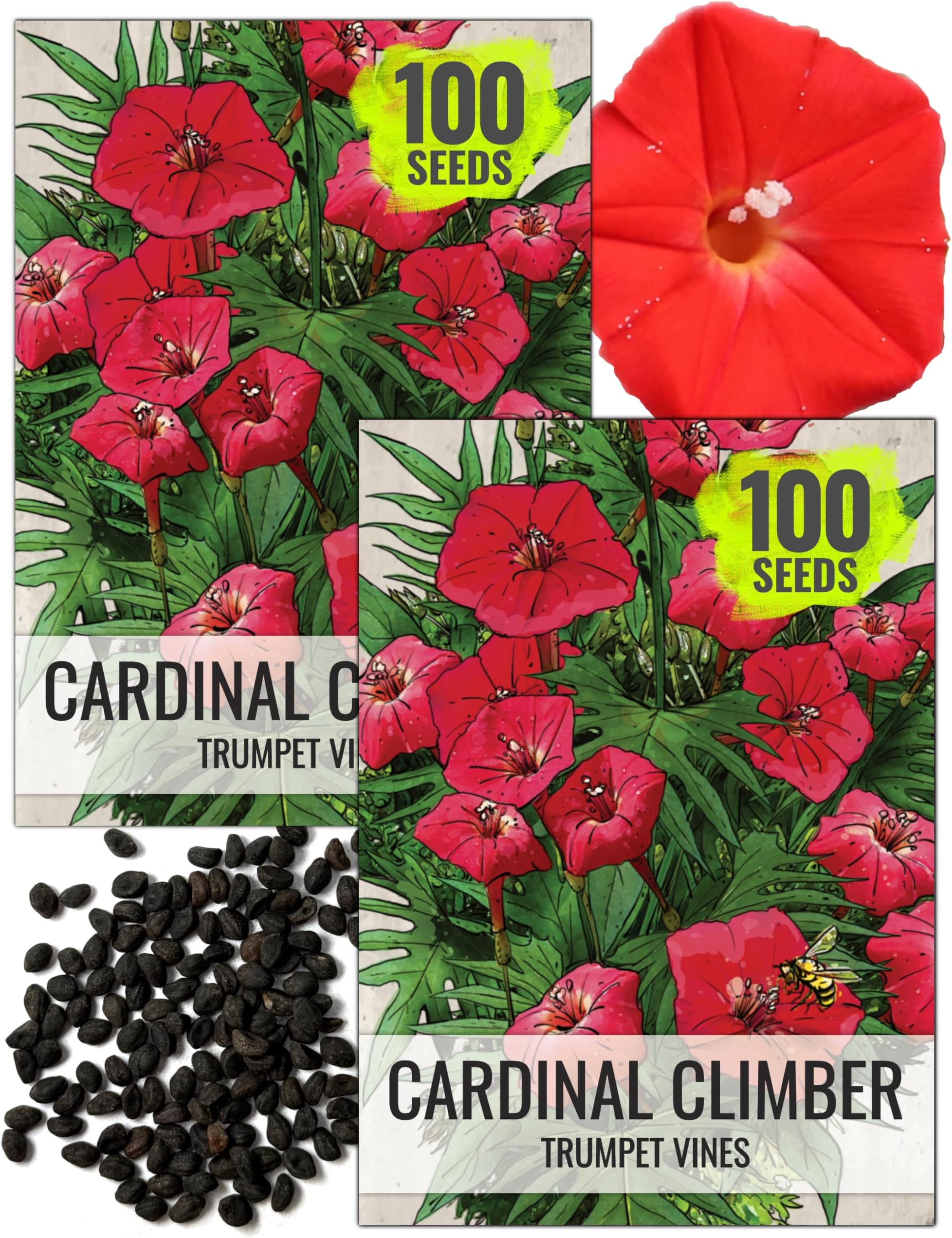 Seed Needs, Cardinal Climber Seeds - 100 Heirloom Seeds for Planting Ipomea Quamoclit - Open Pollinated & Untreated, Attracts Pollinators (2 Packs)