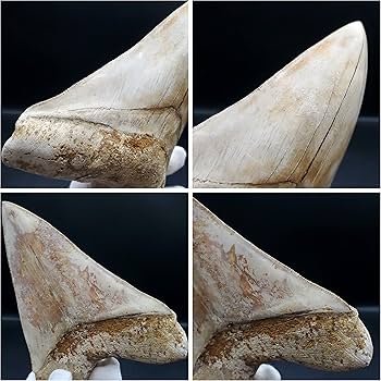 Amazon | 【化石専門店 LOLO】極上 メガロドン 歯 化石 本物