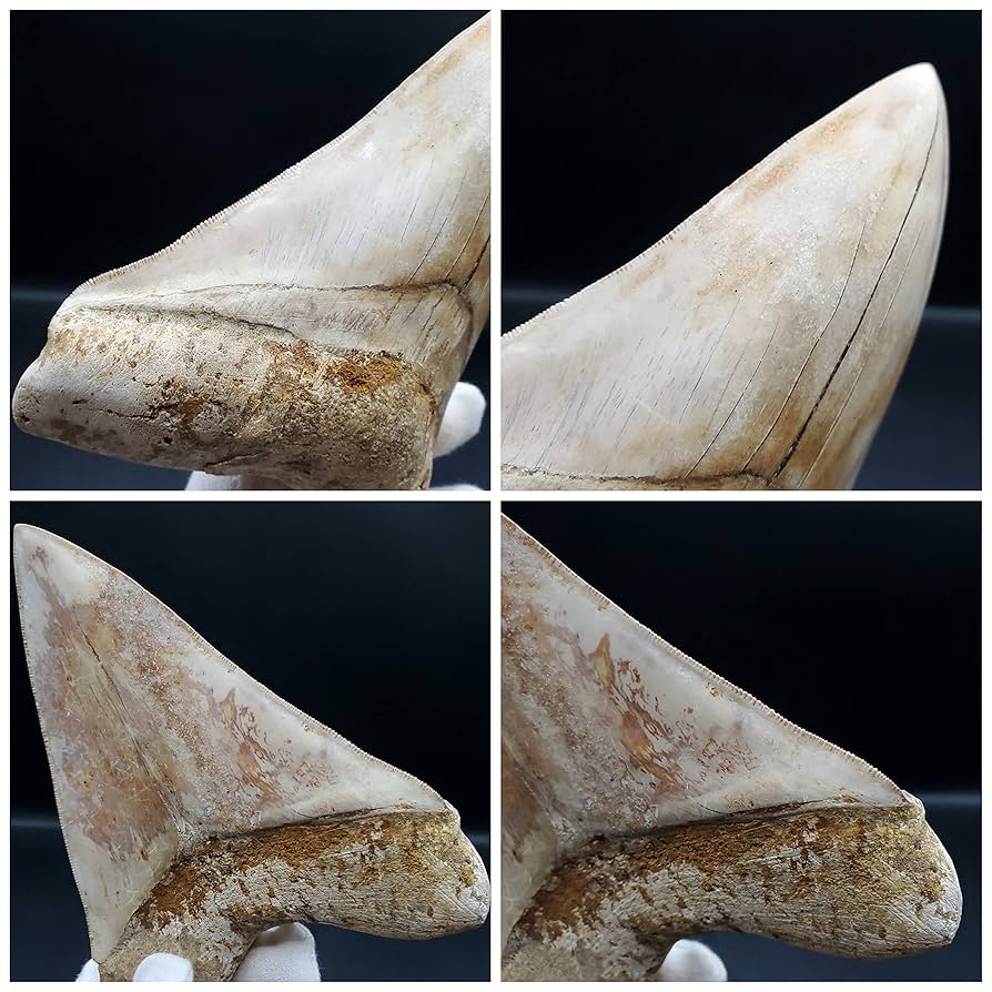 Amazon | 【化石専門店 LOLO】極上 メガロドン 歯 化石 本物