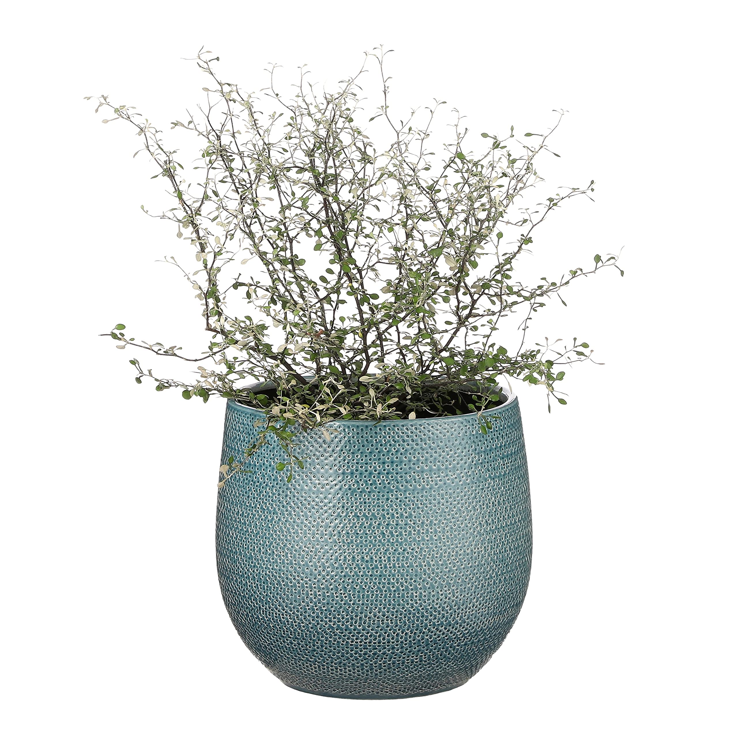 HEGA Vaso Rotondo Avorio Con Piatto, Diametro 21 Cm, Modello M12 RJ10, Ceramica Elegante Per Fiori O Arredamento - 4