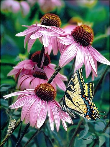 Miniatura 10 de Rompecabezas de 1000 piezas, joyas de la naturaleza - Cardenales en árbol nevado, rompecabezas para adultos y niños