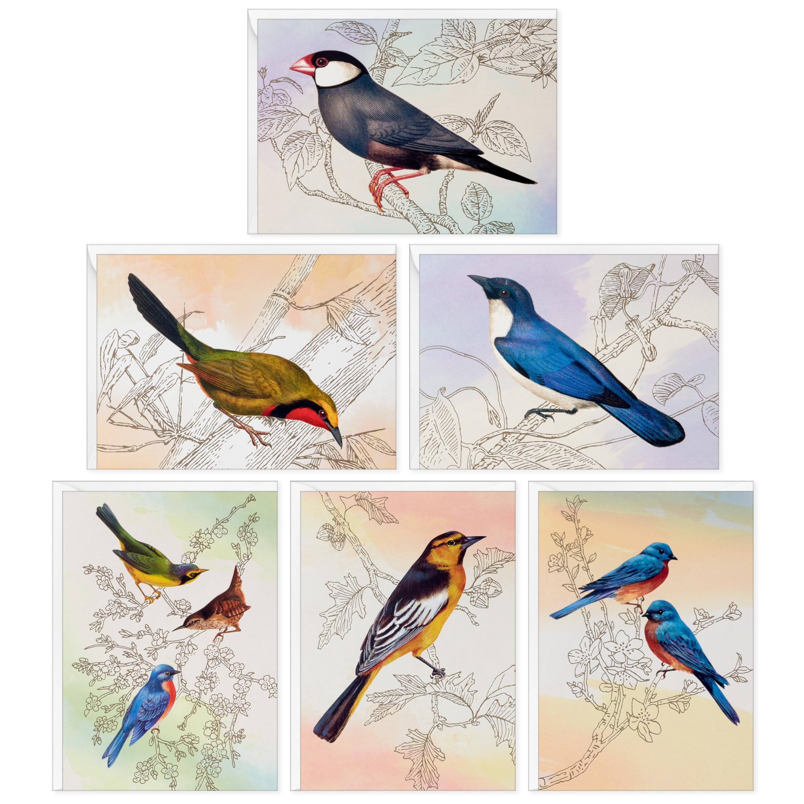 Hallmark Bird Note Card Assortment (24 Blank Cards with Envelopes) Bluebird, Mockingbird, Sparrow, Oriole, Warbler