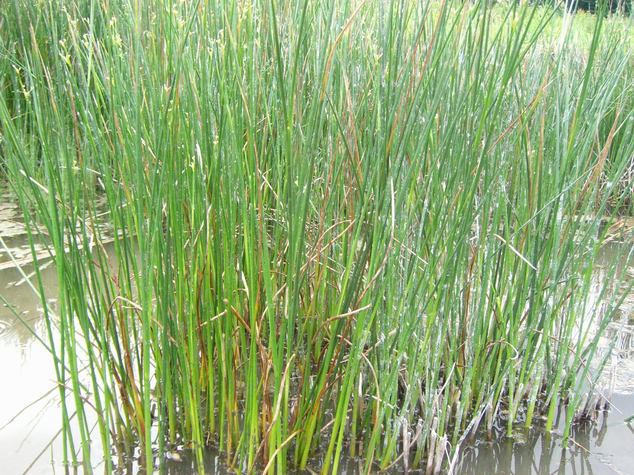 Mühlan - 7 Bund/Portionen Wasserpest für den Gartenteich, Sauerstoffpflanzen für den Teich, winterharte Sorte