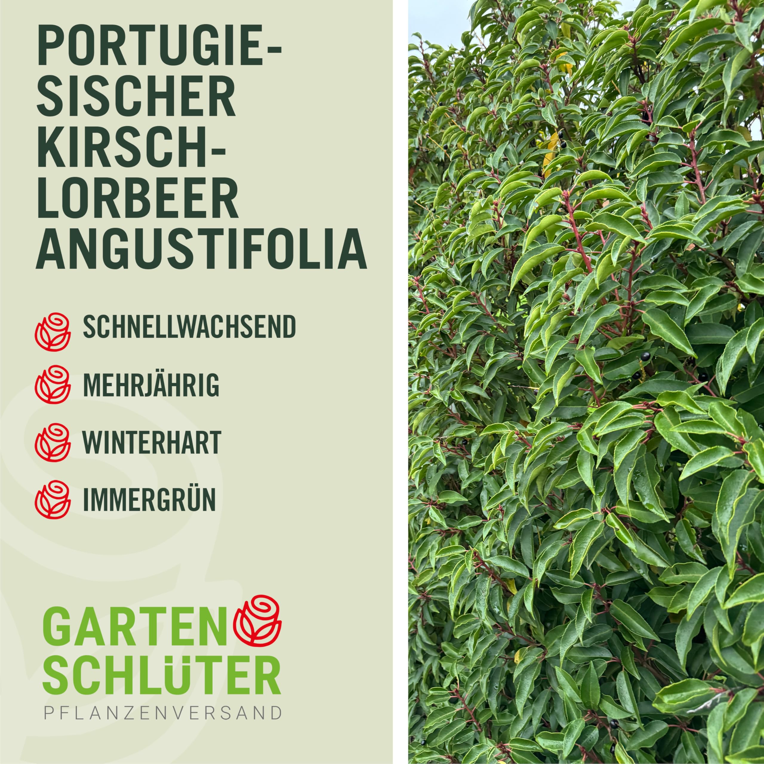 Garten-Schlter Portugiesischer Kirschlorbeer Angustifolia, 40-60 cm  geliefert im 3 Liter Topf - Lorbeerkirsche Prunus Laurocerasus als  Laubhecke - immergrn, pilzfrei, winterhart als Sichtschutz : Garten  Schlter: Amazon.de: Garten