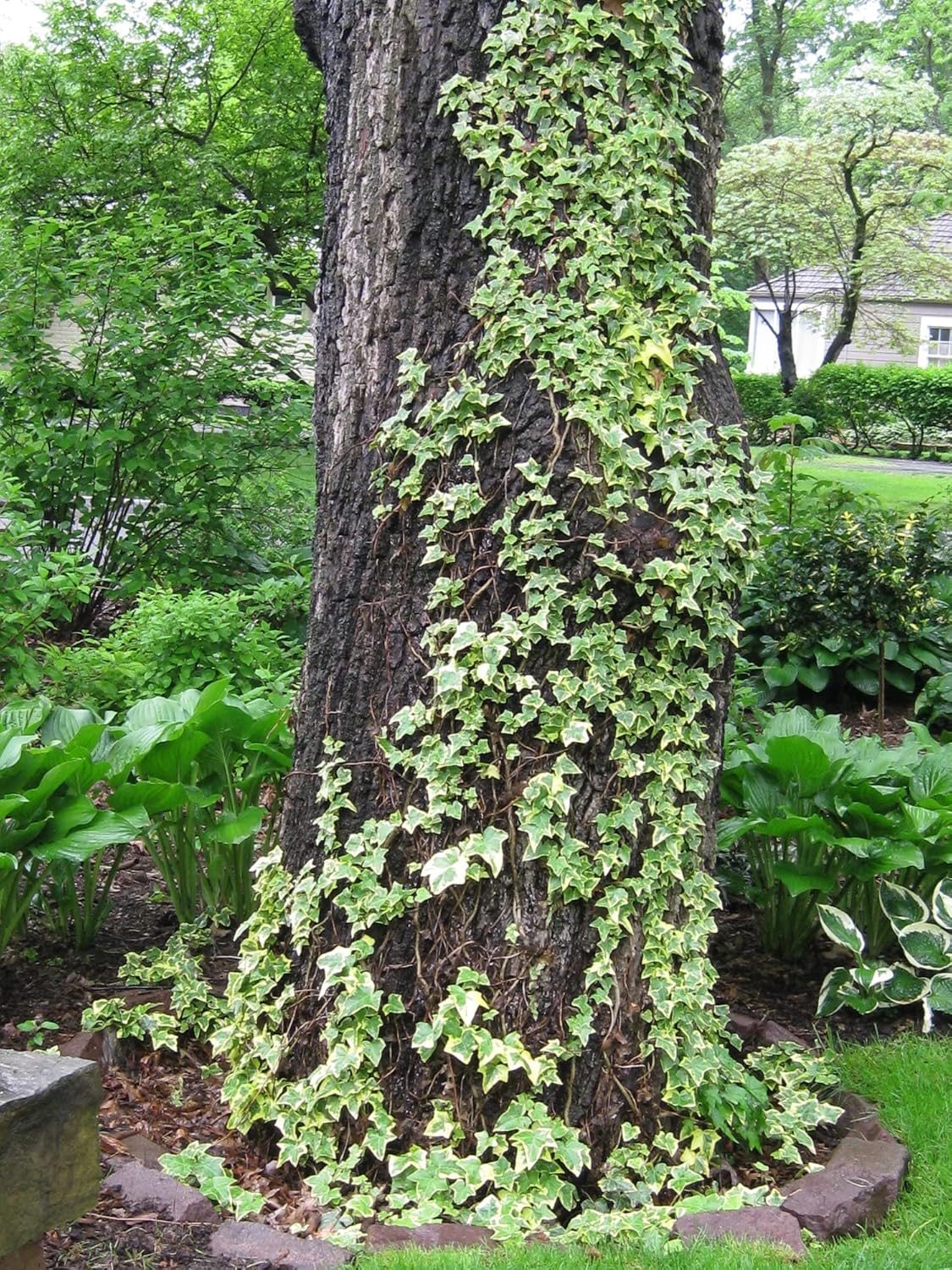 Variegated English Ivy - 4 Live Plants in 3 Inch Pots - Hedera Helix - Beautiful Easy Care Indoor Air Purifying Houseplant Vine