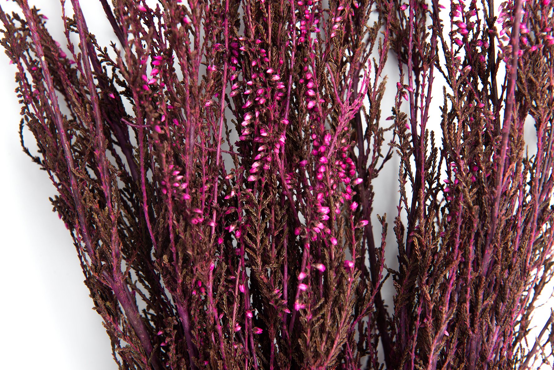 SuperMoss (27614 Dried Flowers - Erica, Hot Pink, 3.5oz