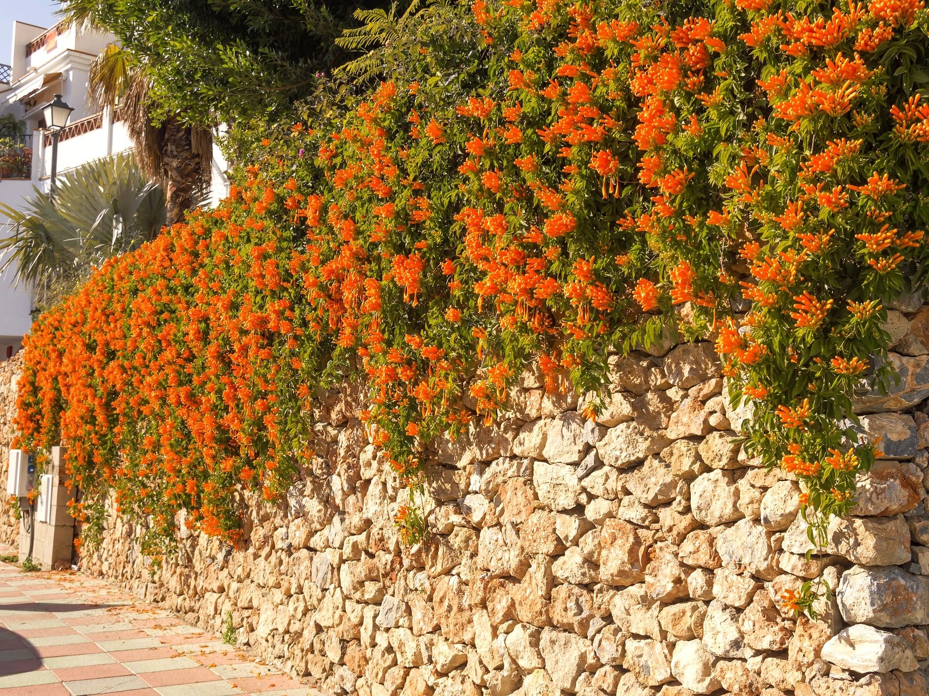 Greenwood Nursery Tangerine Beauty Crossvine