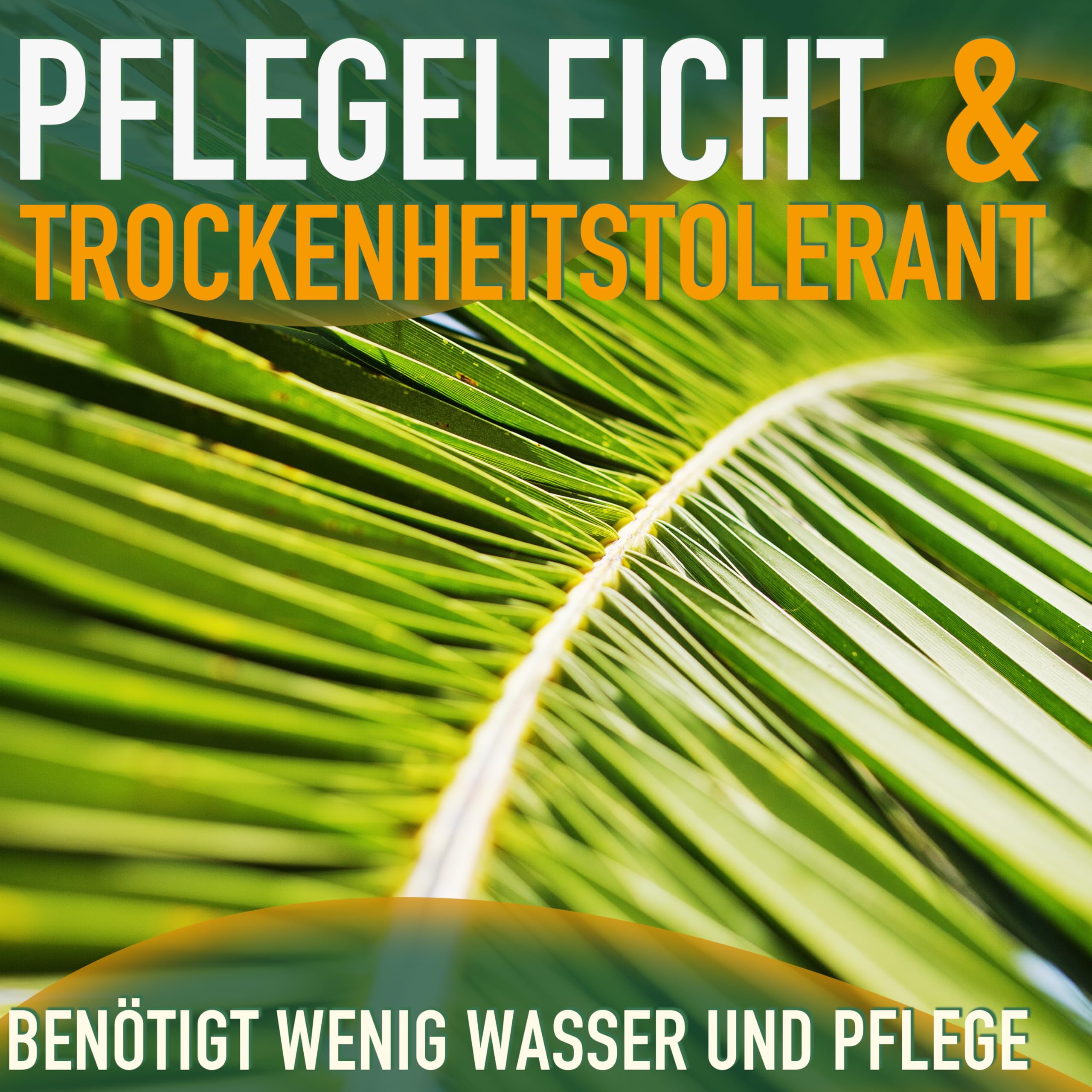 Phöenix Canariensis - Kanarische Dattelpalme 160cm für Innen & Außen - Winterhart & Pflegeleicht