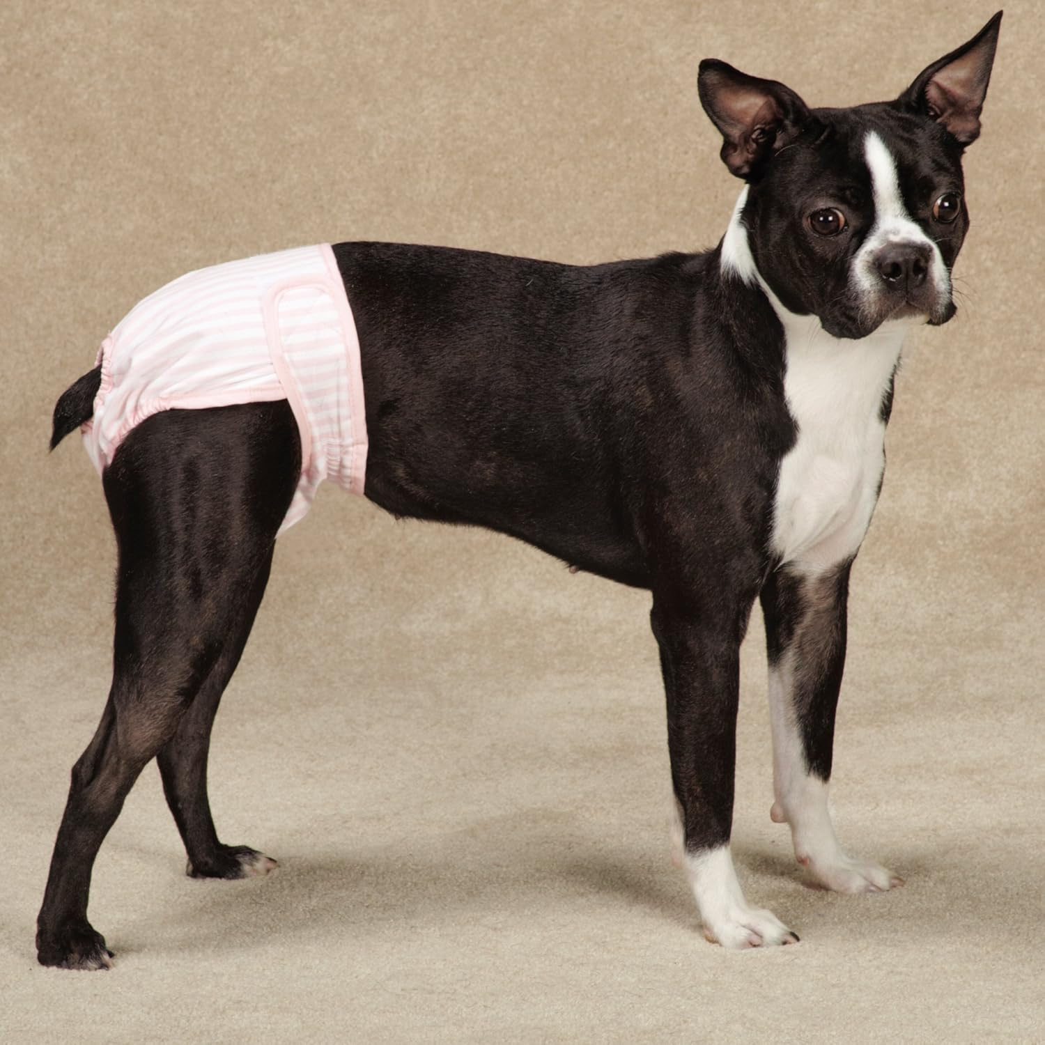 Clear Quest Wetness and Stain Protecting Dog Cover-Ups Dog Diapers, 2-Pack