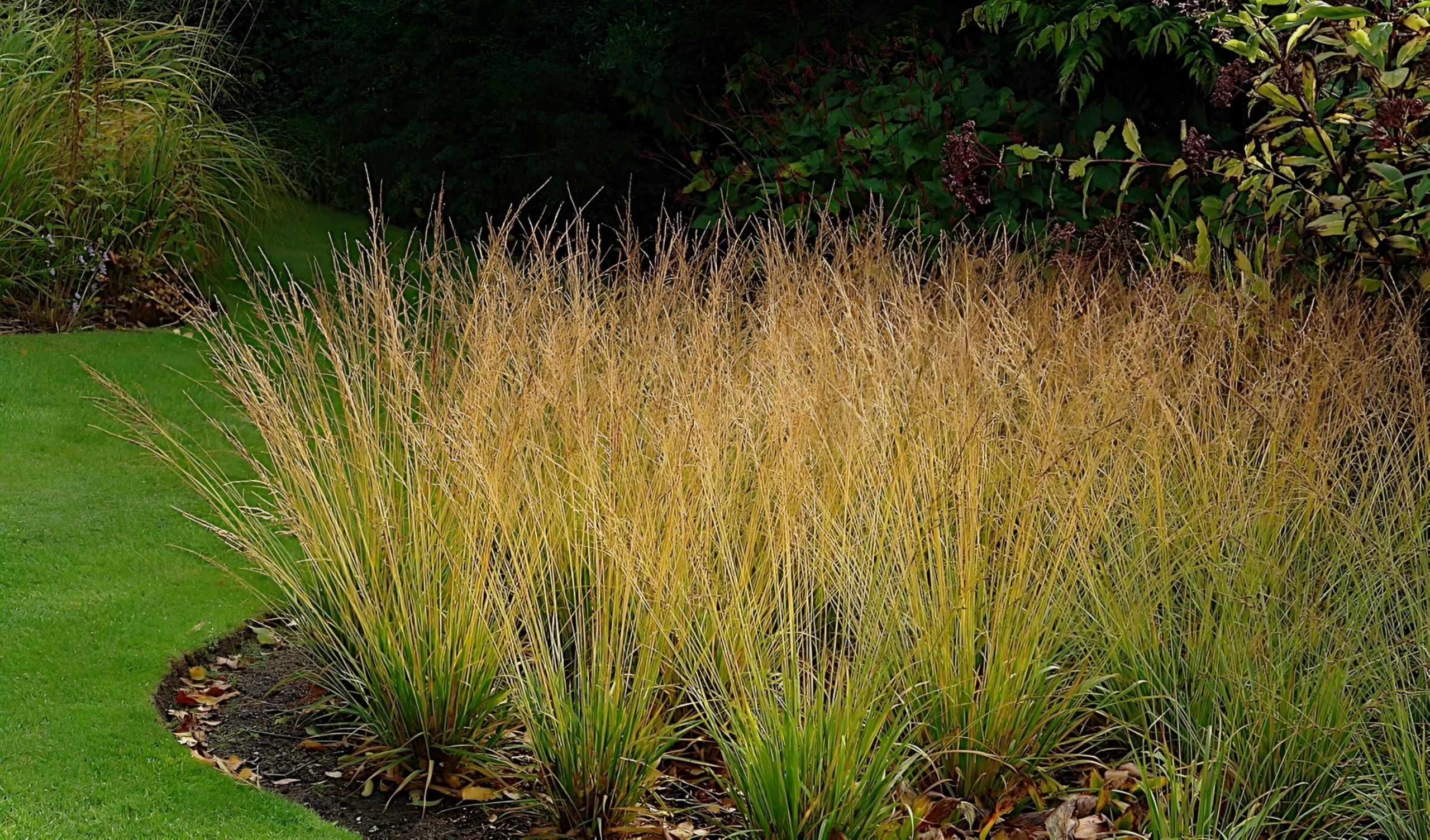 Stauden Gänge 10 x Molinia caerulea 'Heidebraut' Kleines Pfeifengras