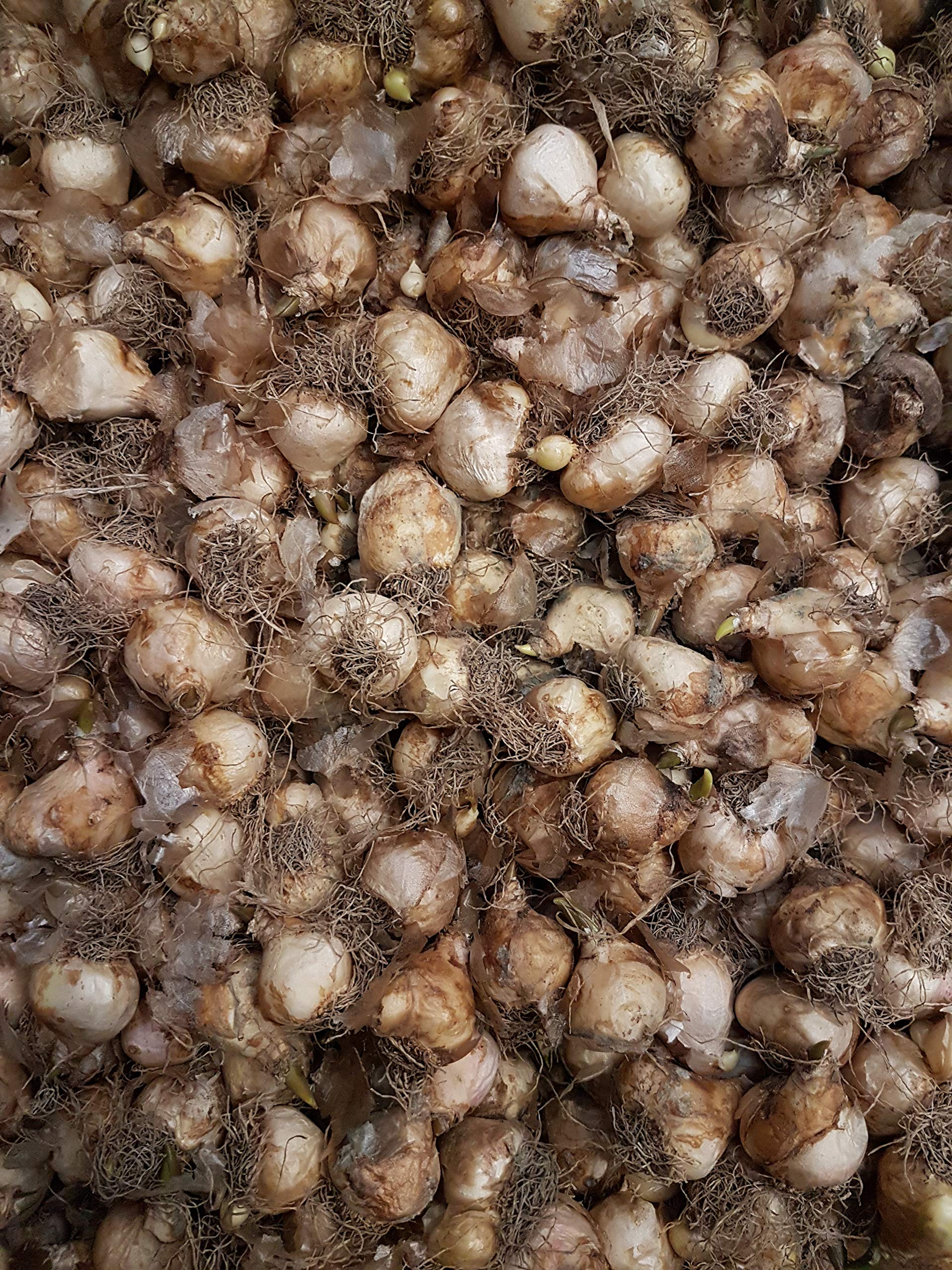 100 X Tulipani Gialli, Narcisi Bianchi e Muscari Blu - Bulbi Alta Qualità (100)