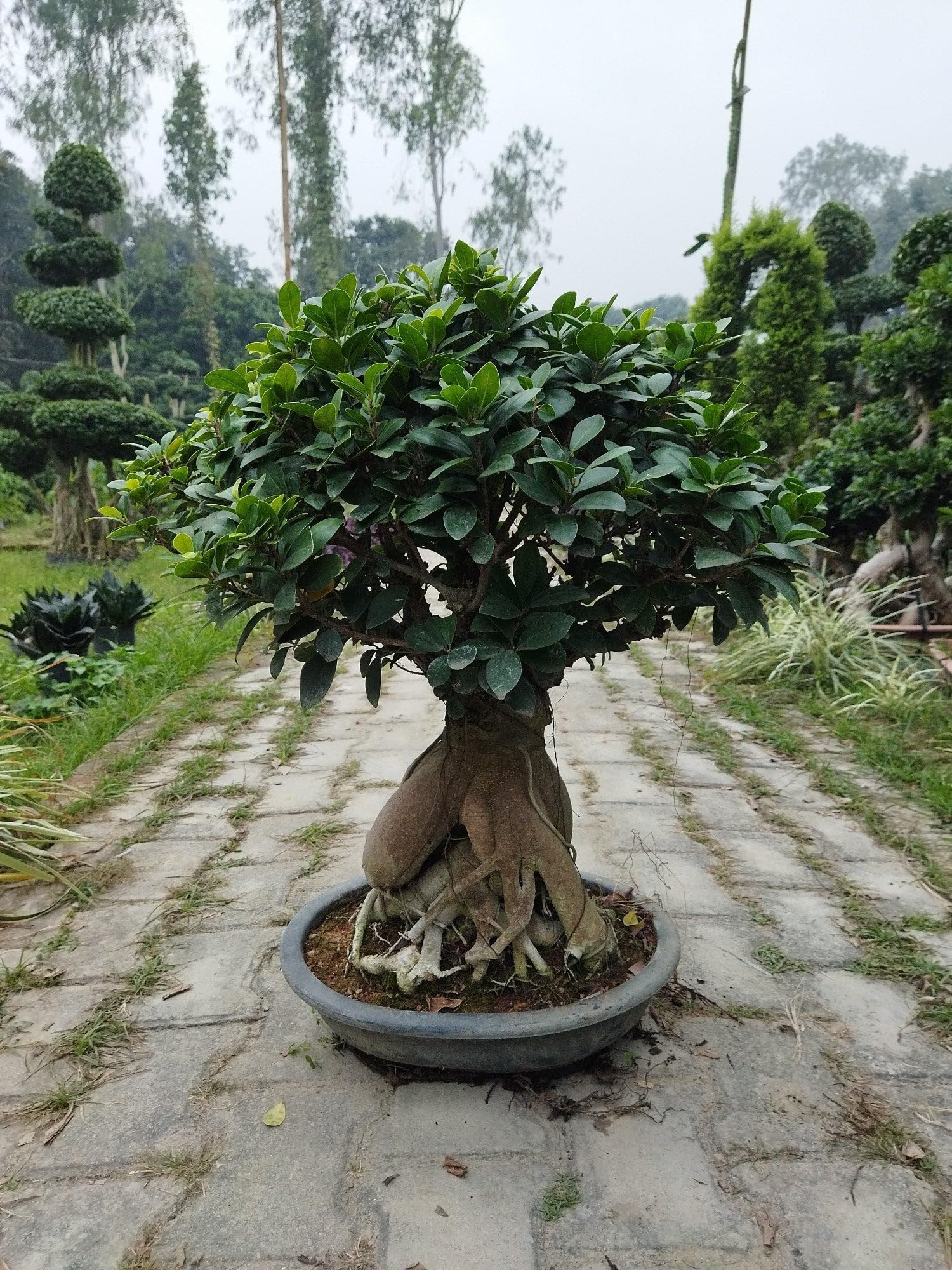 bonsai tree pink 55 Year Old Pink Bougainvillea Specimen Bonsai Tree