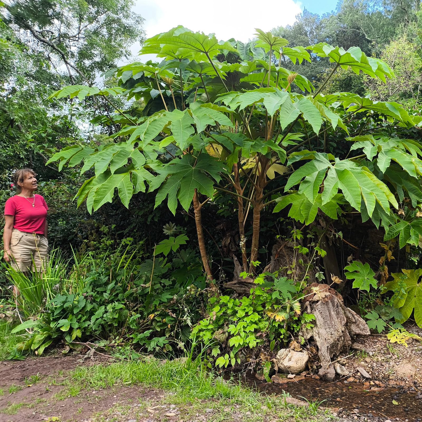 Plant World Seeds - Tetrapanax Papyrifera Seeds (Exotic Tree & Shrub Seeds)