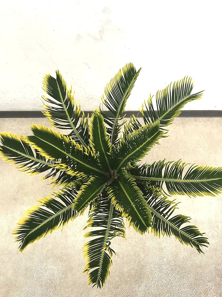 サンゴ鉢 金環ソテツ 金環蘇鉄 ソテツ 盆栽 サンゴ鉢 金環ソテツ 金環蘇鉄 ソテツ 盆栽 送料込み 金環蘇鉄