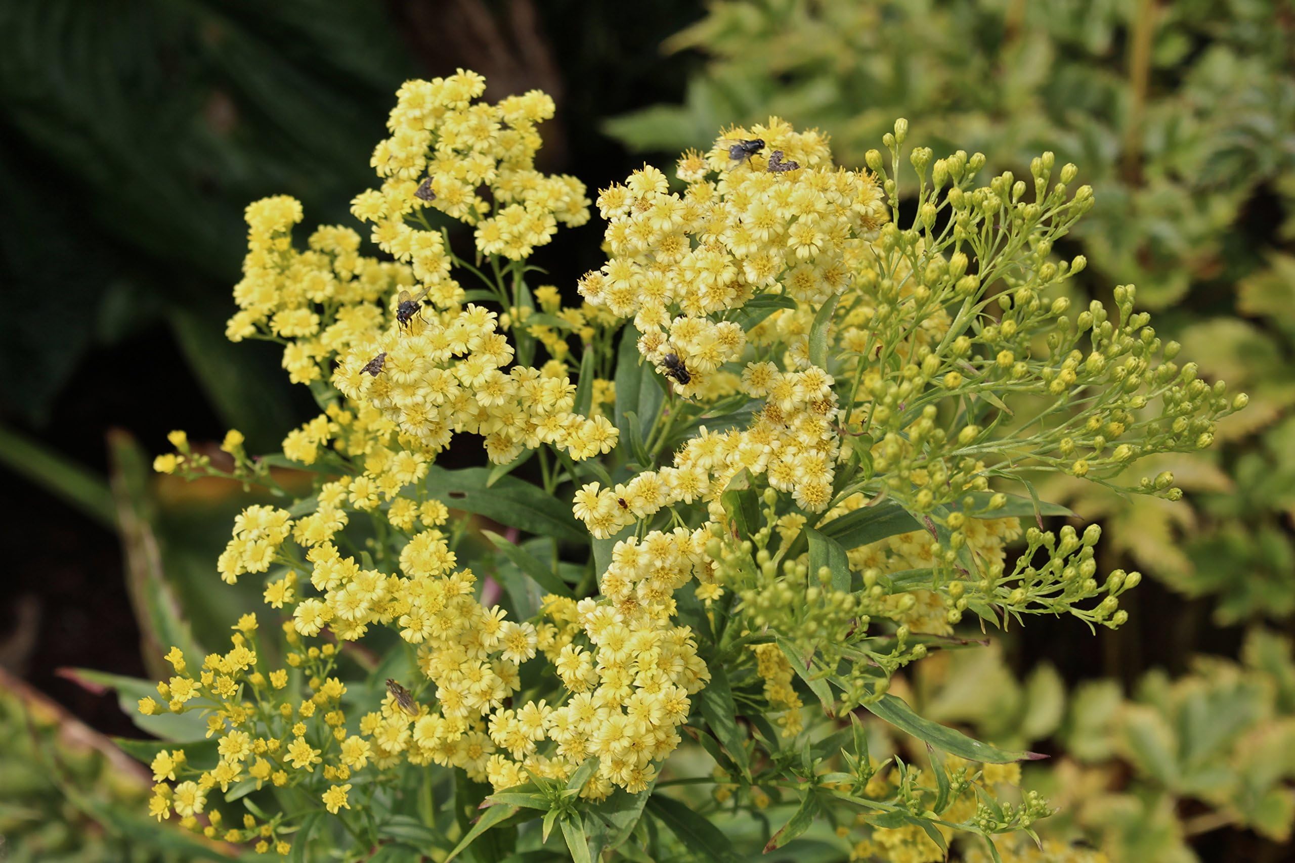 Solidago x luteus 'Lemore' ~ a Garden Tested Hardy Perennial Plant