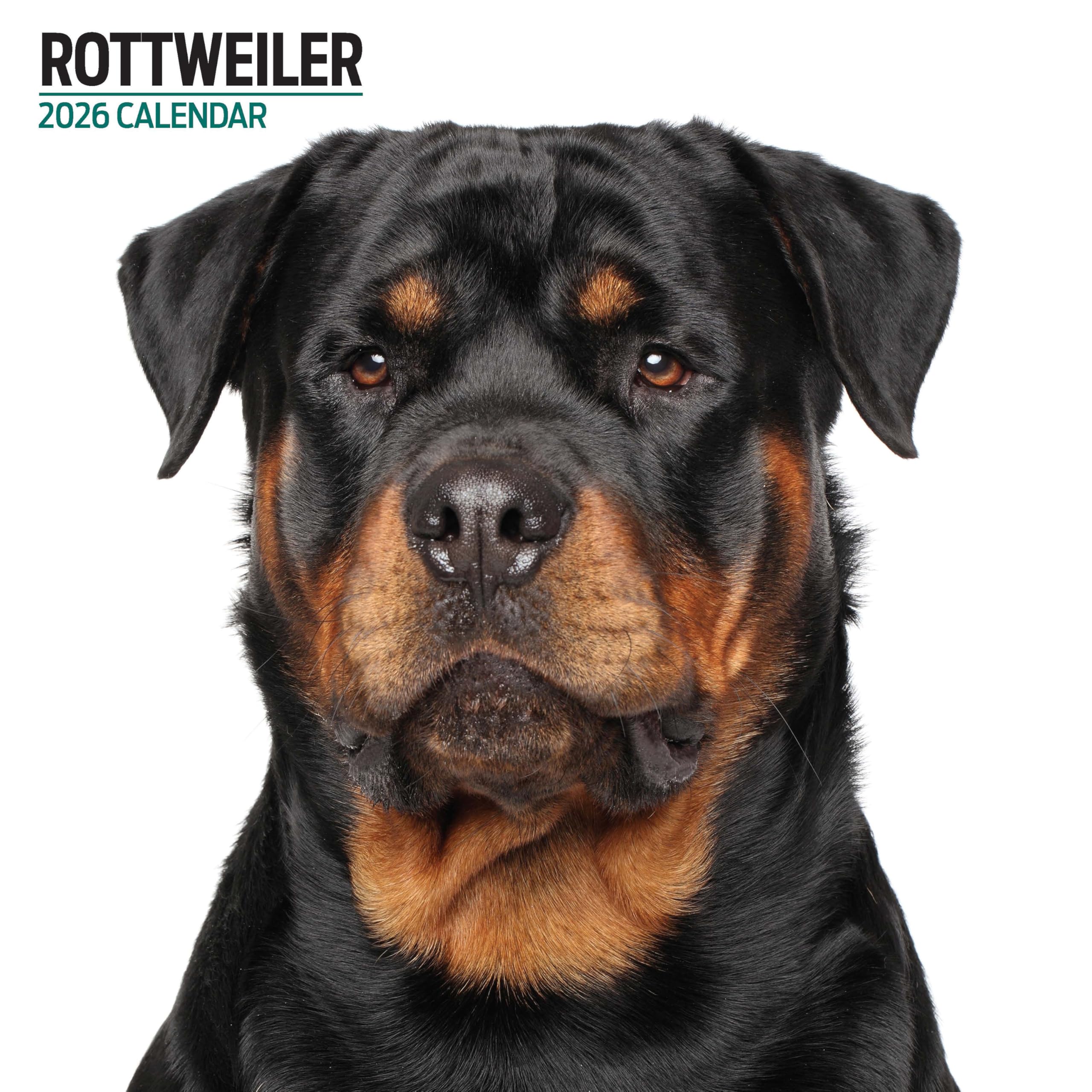 Rottweiler 2026 Modern Calendar