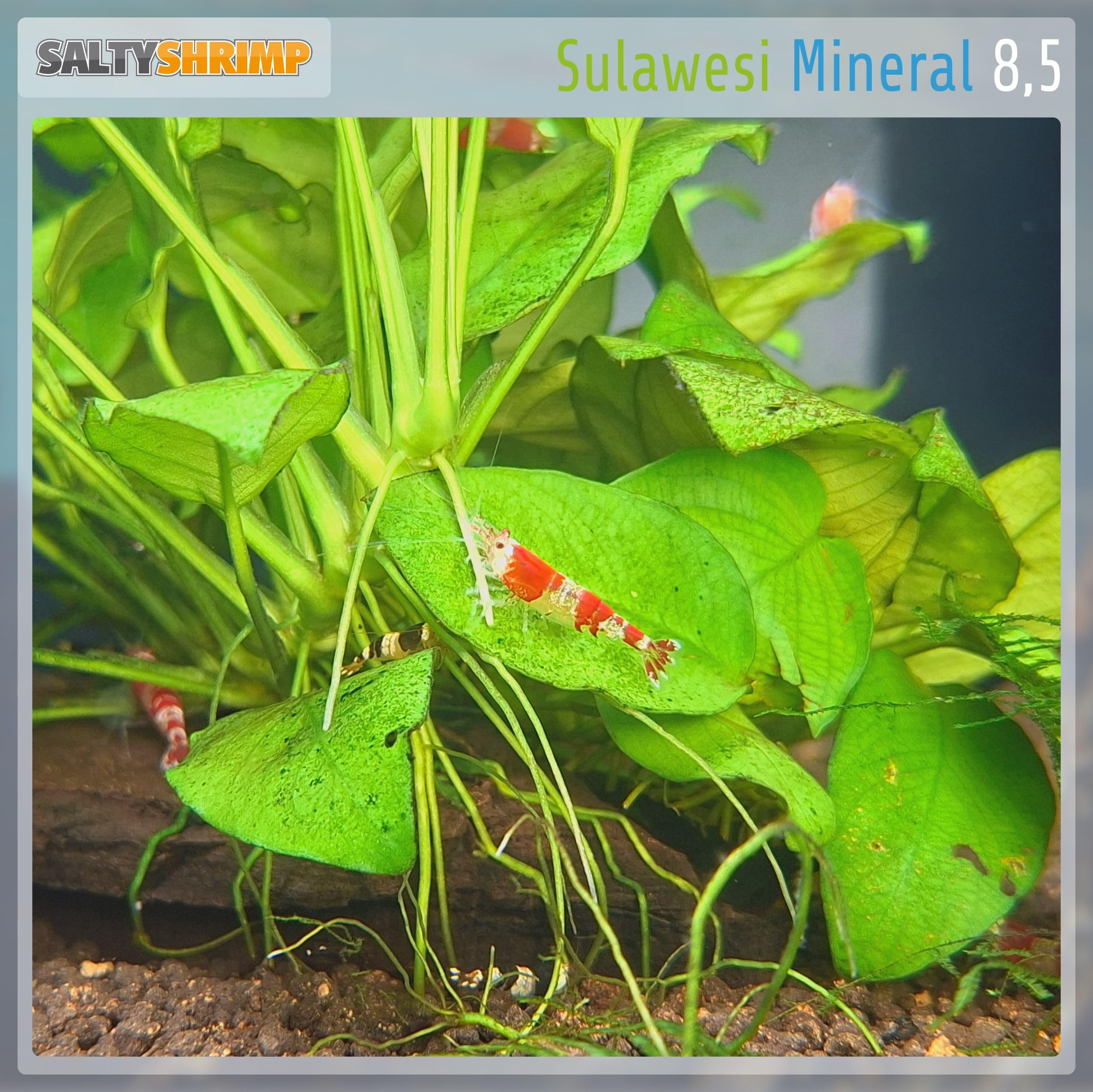 Sulawesi Mineral 8,5 | 110g - Sal de Sulawesi para endurecer el Agua de ósmosis, Agua de Lluvia, etc. El Alto Valor de pH de 8,5 Reduce la Carga bacteriana