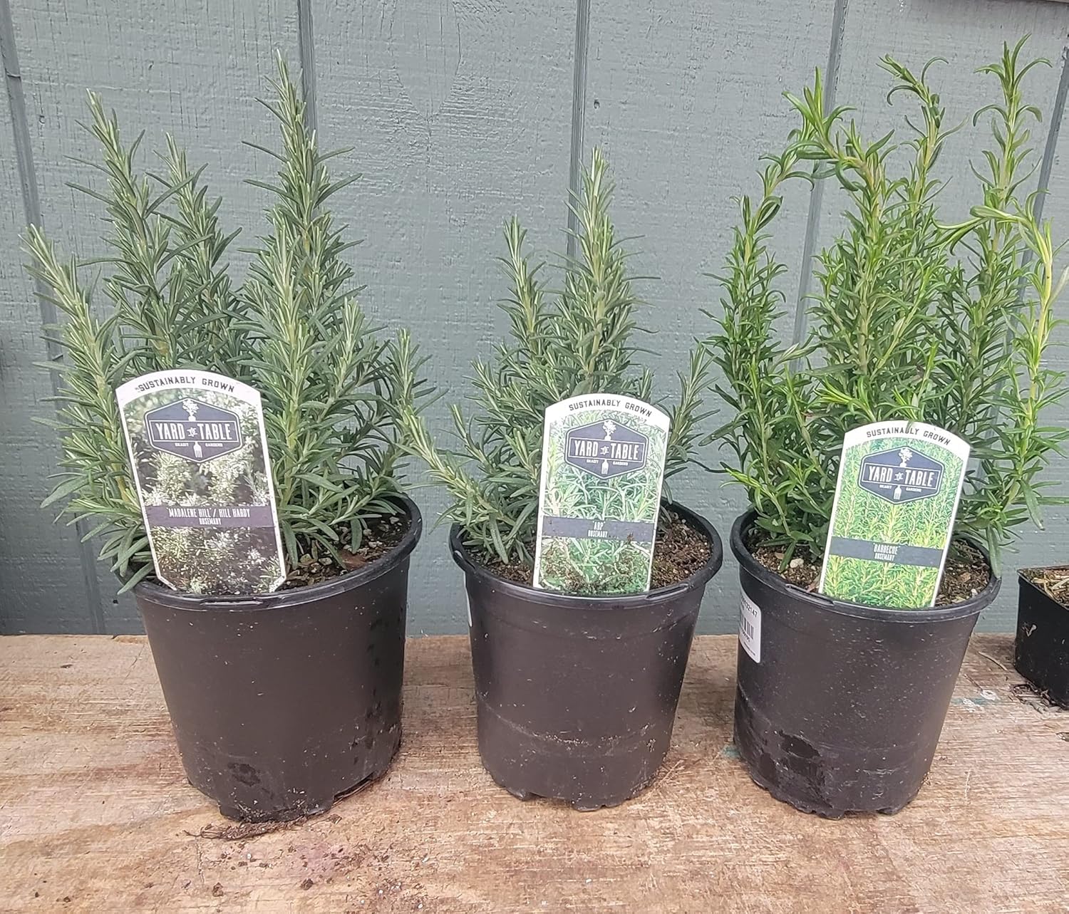 L+ Rosemary ARP Live Plant, 2.5QT, Fragrant Herb and Spice, 24 Live Plants Patio