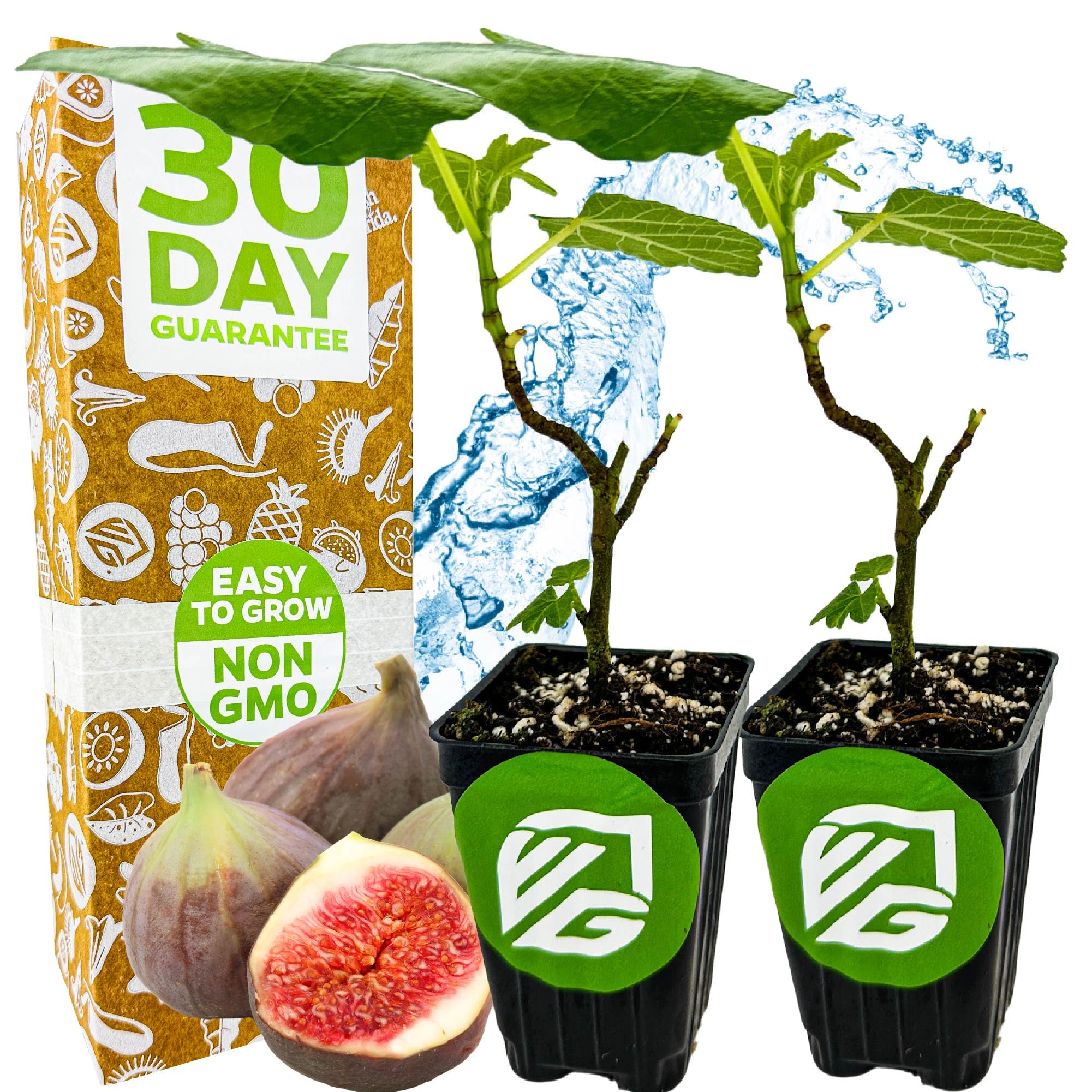 Magnolia Brunswick Fig Tree 2-Pack