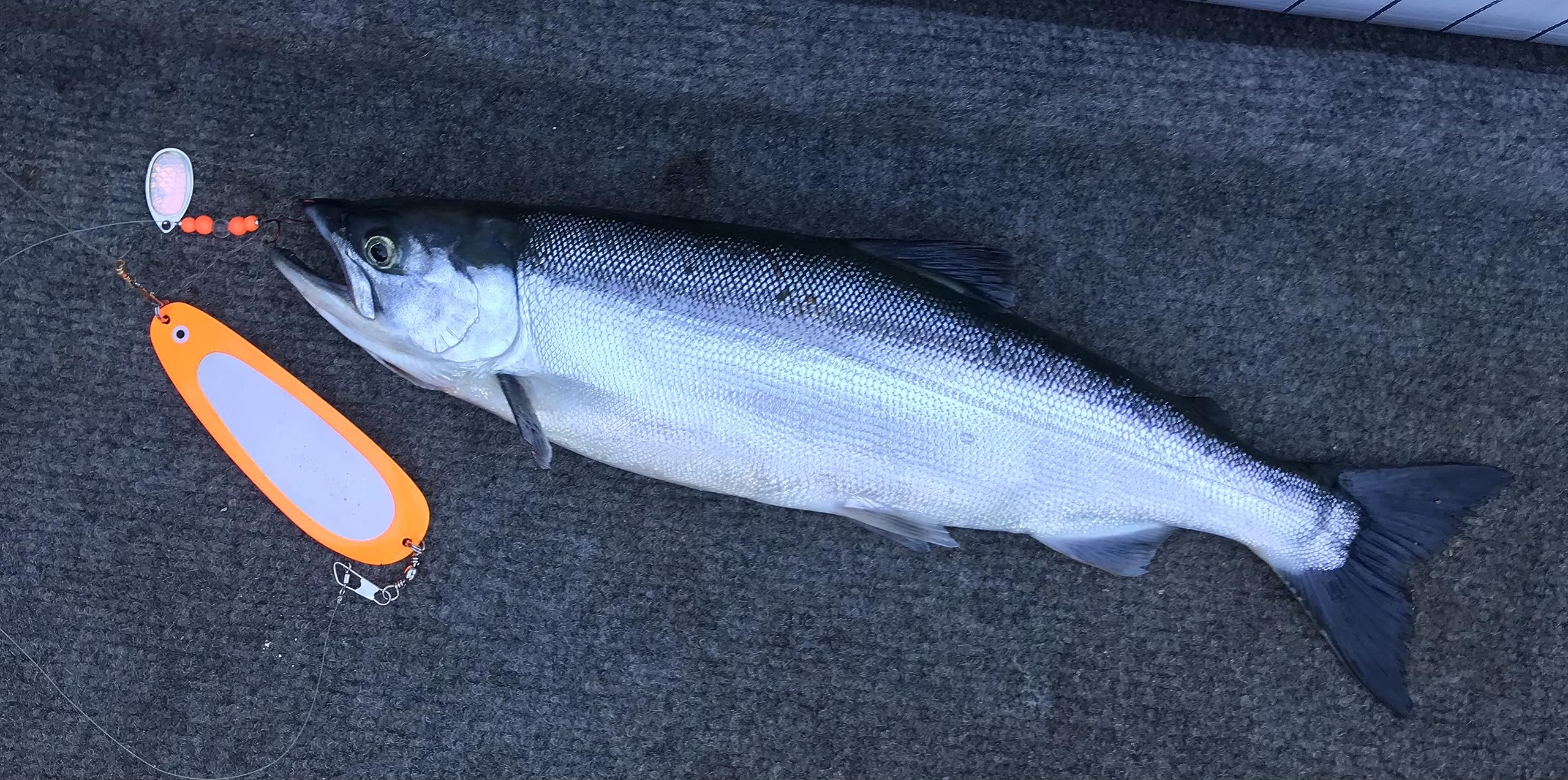 Kokanee Salmon Trolling Dodger: uv “Dreamsickle