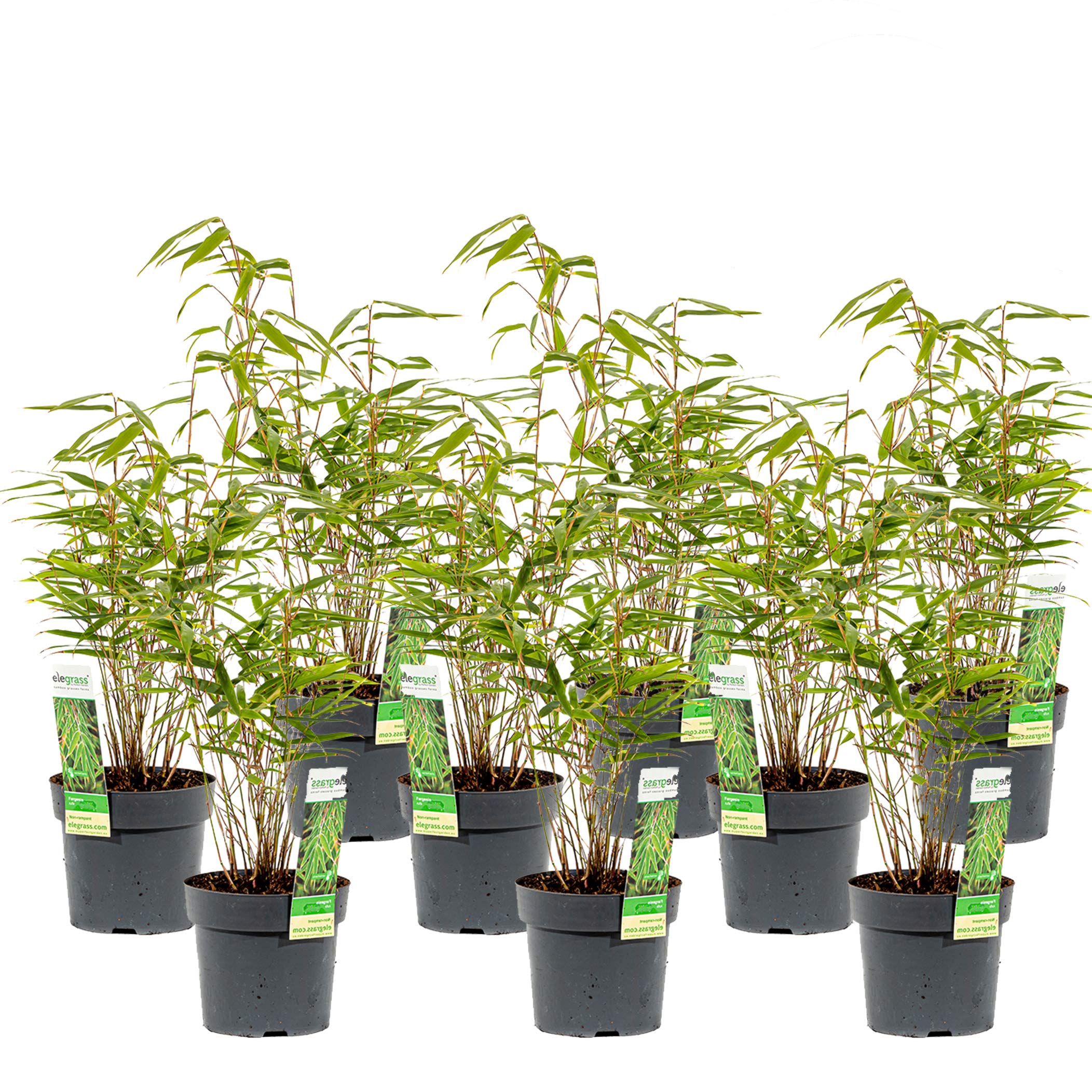 Mein schner Garten Bambus Fargesia Rufa  Schirmbambus fr Garten Terrasse  und Balkon  Bambuspflanze immergrn  Gartenbambus winterhart  Echter  Heckenbambus als Sichtschutz : Amazon.de: Garten