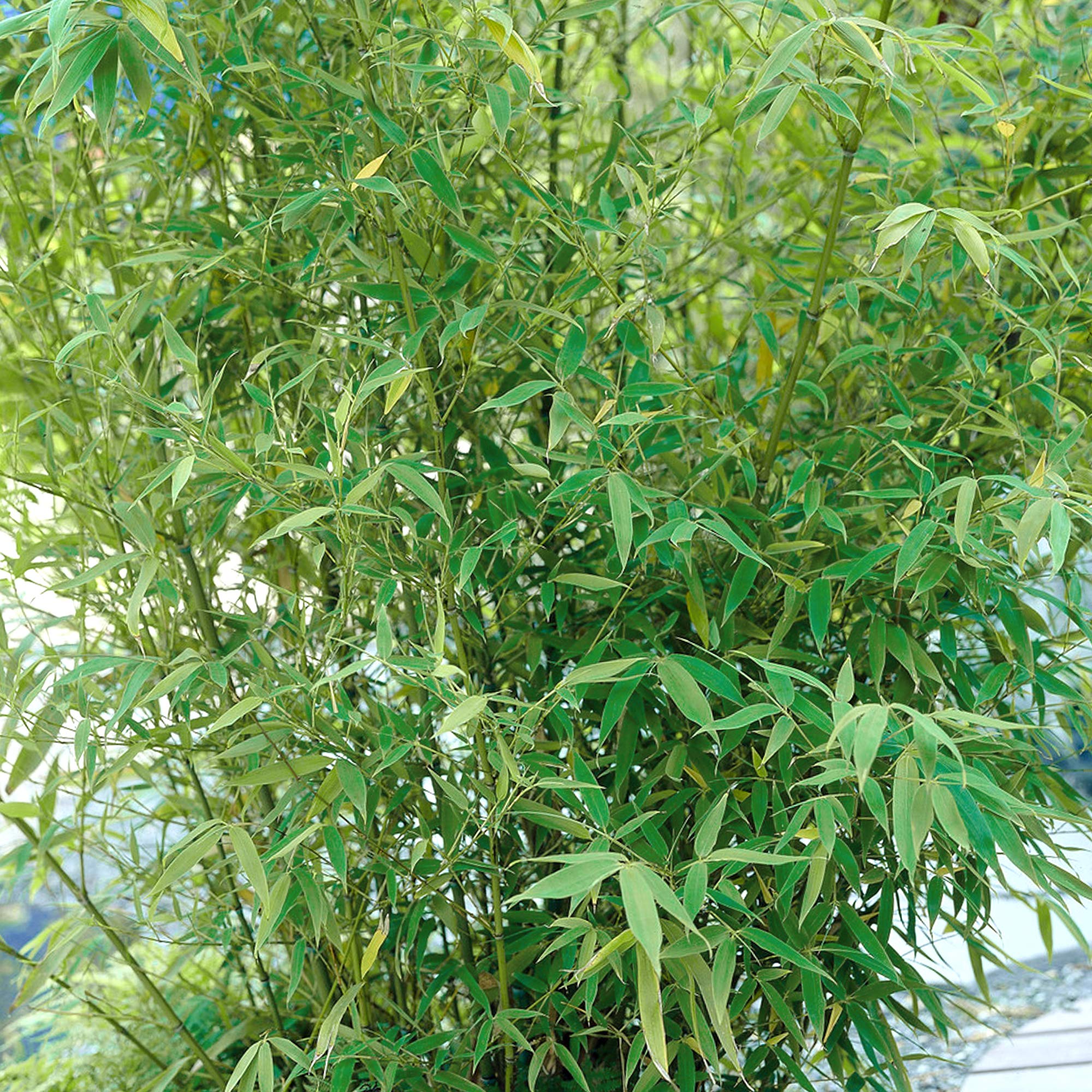 Fargesia Bamboo Hardy Outdoor Ornamental Flowering Garden Evergreen Pot Plants (Pingwu) (30-40cm (Incl. Pot))