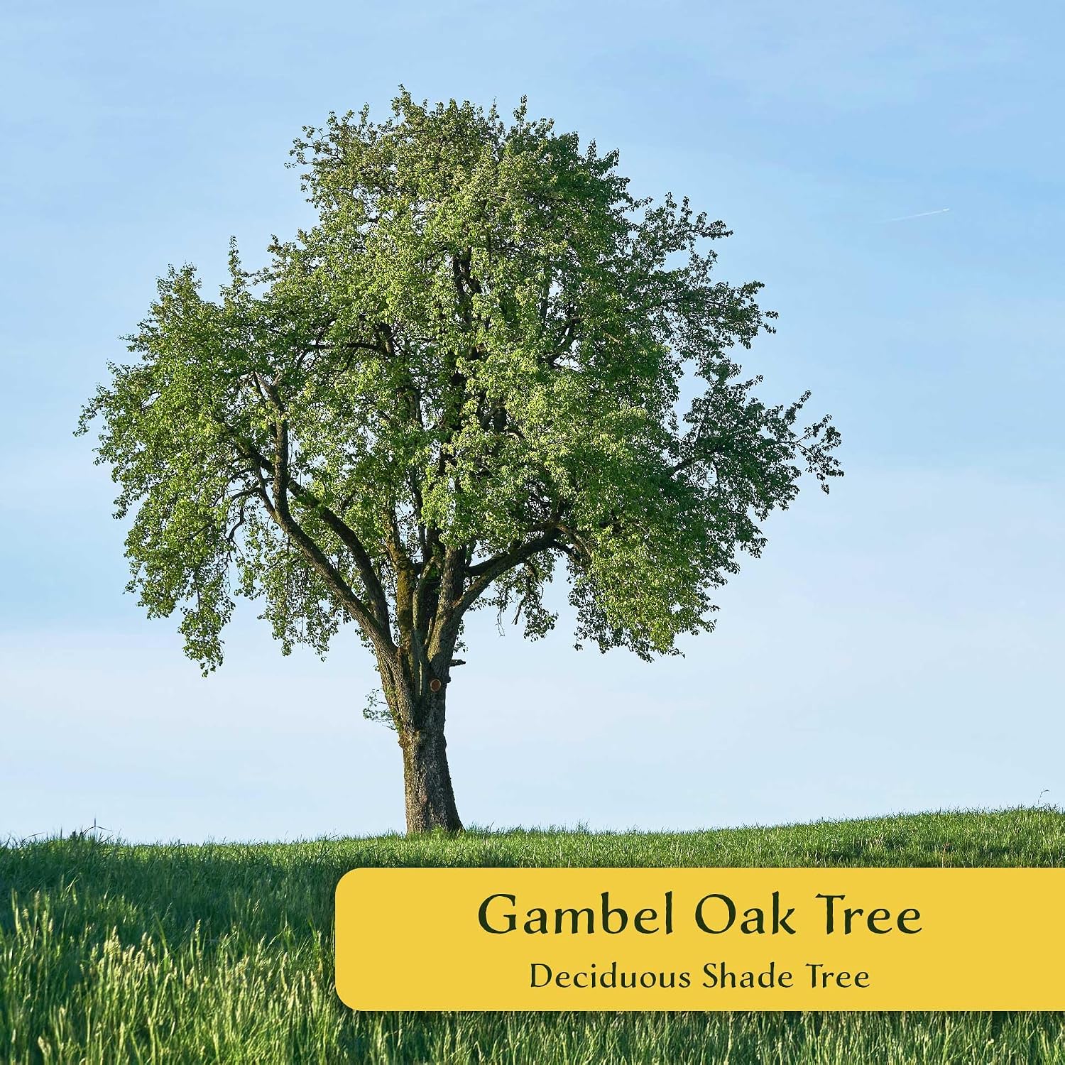 6 Gambel Oak Tree – Cold Hardy Drought-Tolerant Deciduous Oak with Glossy Leaves & Fall Color for Landscaping, Yards & Accents (Quercus gambelii) in 3.5″ Cubes, Live Plants