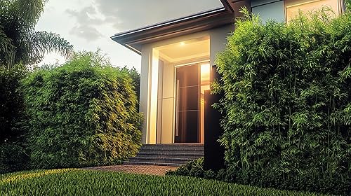 Miniatura 3 de Golden Goddess Hedge Bamboo Plant  1 planta extra grande  Bambusa Multiplex  Cribado de aglutinación no invasiva