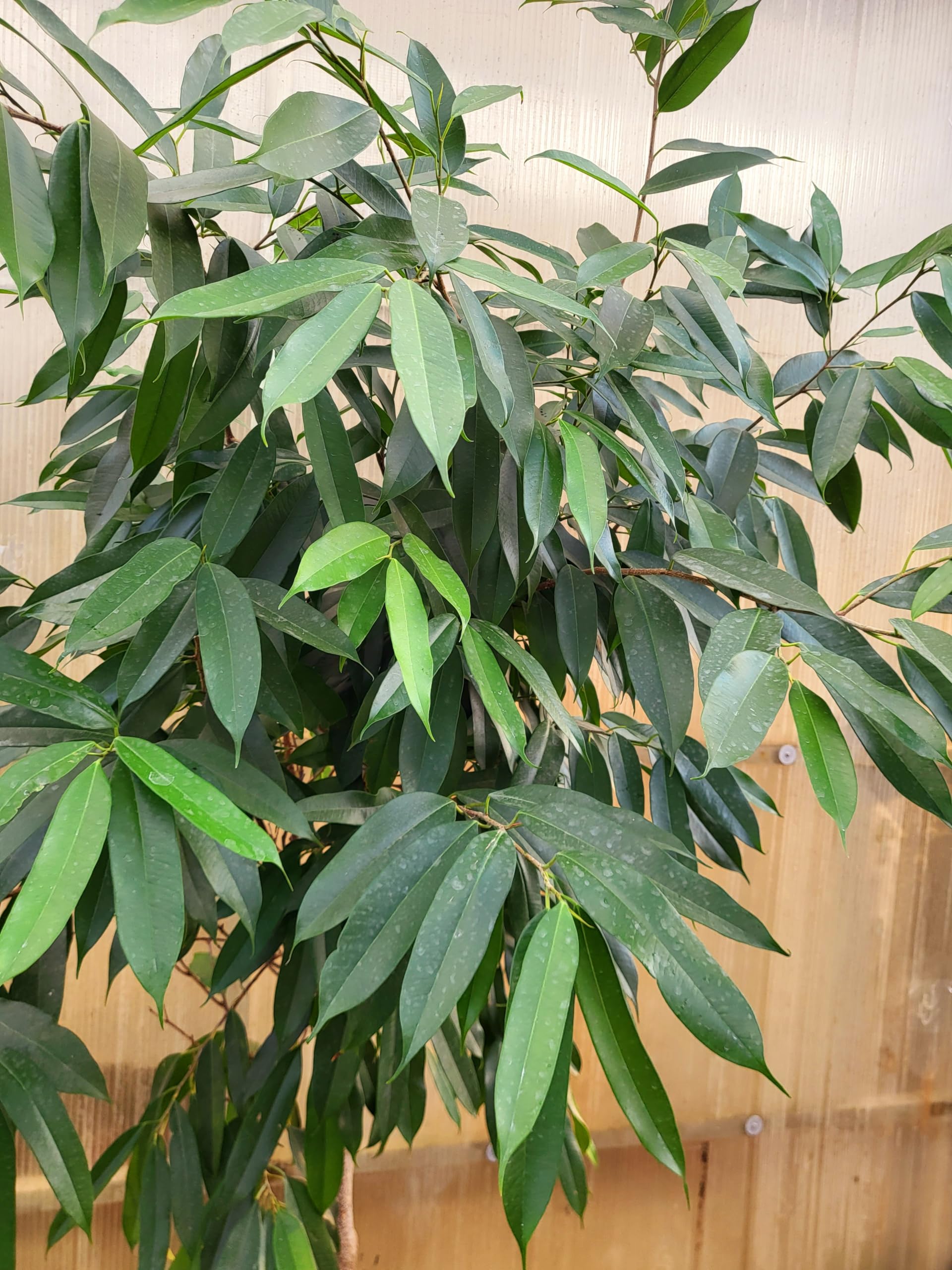 POWERS TO FLOWERS - FICUS ALII, AMSTEL KING, ESEMPLARE AD ALBERELLO, pianta vera