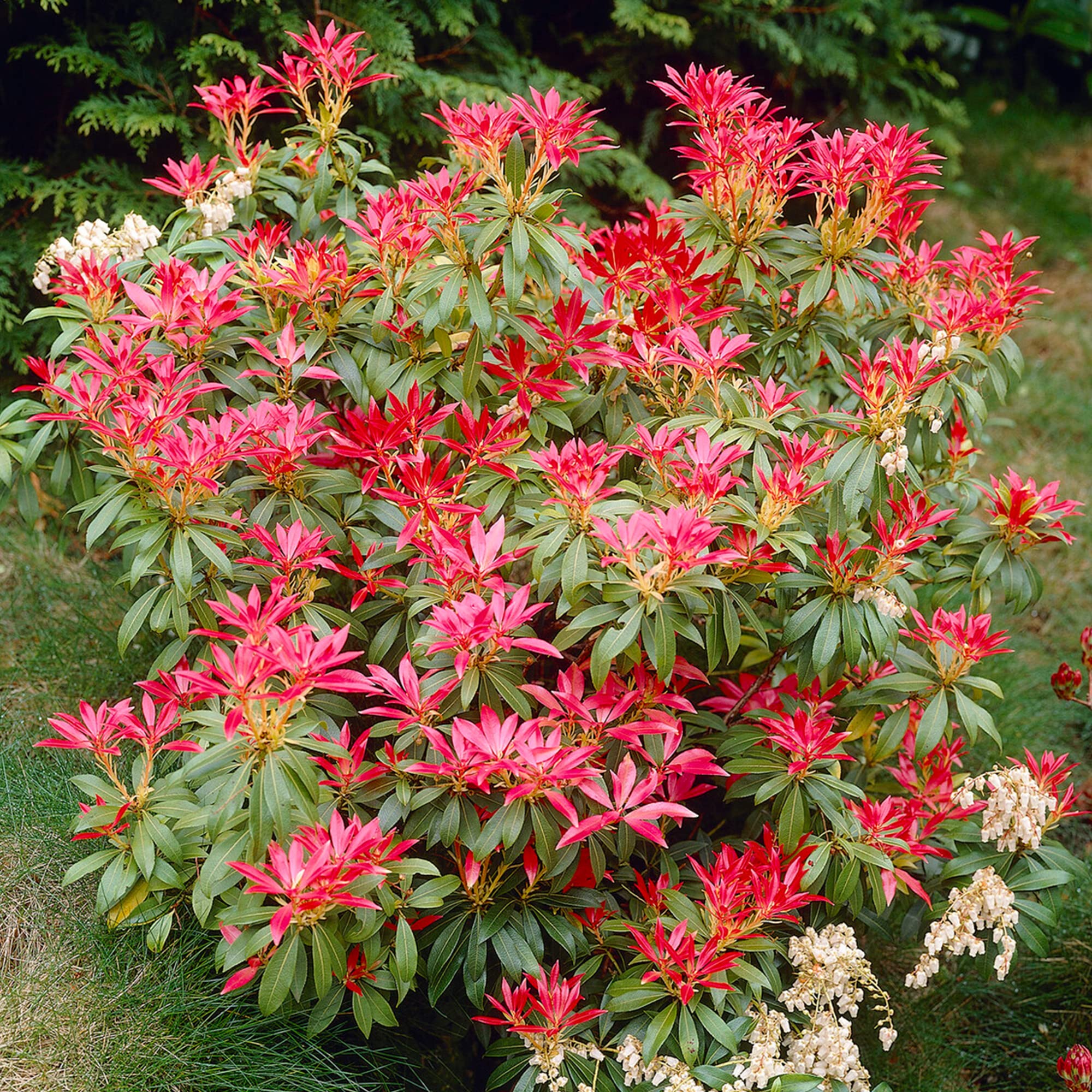 GardenersDream Pieris Forest Flame Plant in Pot - Outdoor Garden Ready Hardy Evergreen Shrub - All Year Round Outdoor Plant - Beautiful Flowering Shrub for Gardens (9cm Pot, 15-25cm)