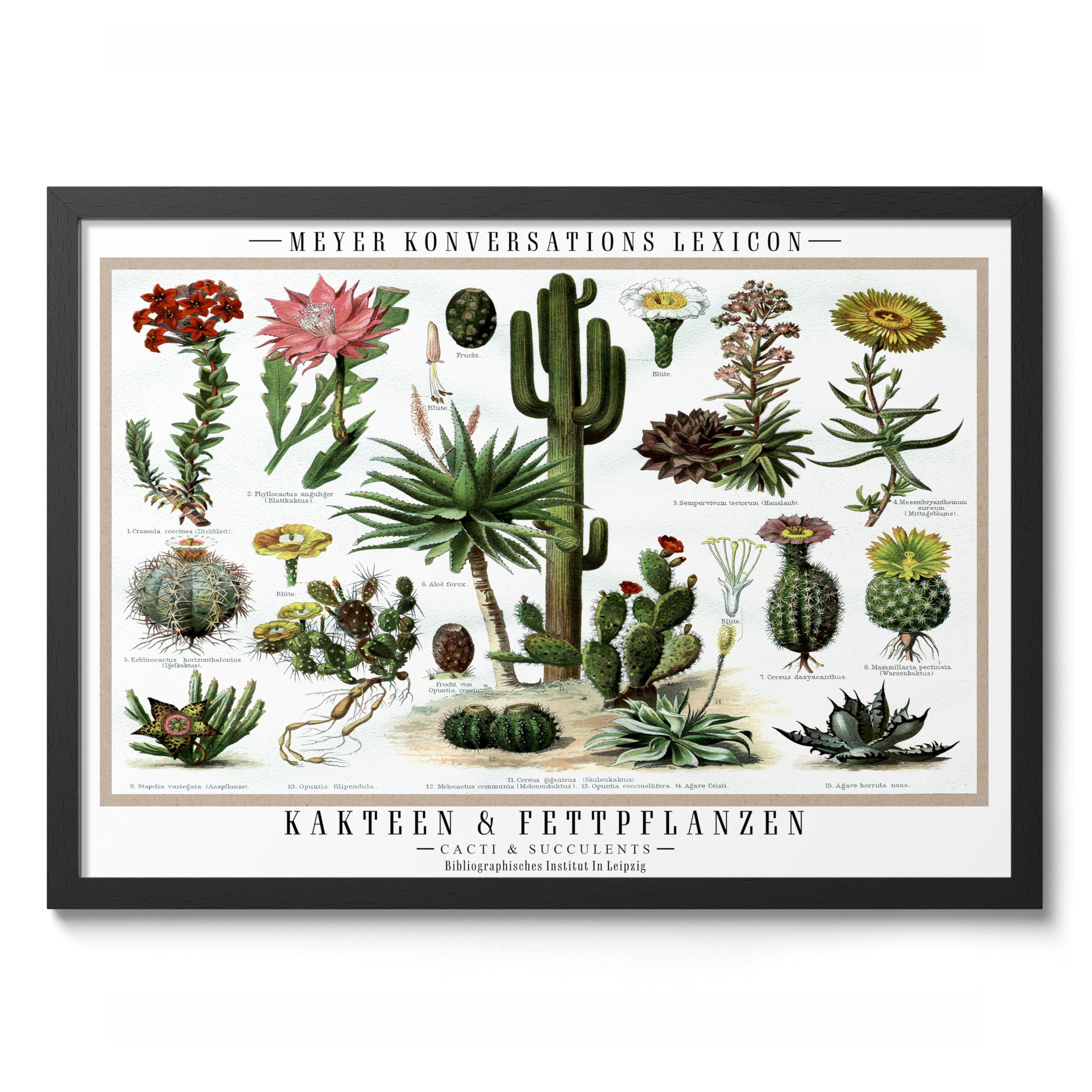 Cacti & Succulents Poster, Vintage Botanical Art Prints, Retro Encyclopedia Illustration Wall Art Plants Botany Pictures, Bedroom Living Room Home Decor, 50x70cm (Black Frame) - 53x73cm