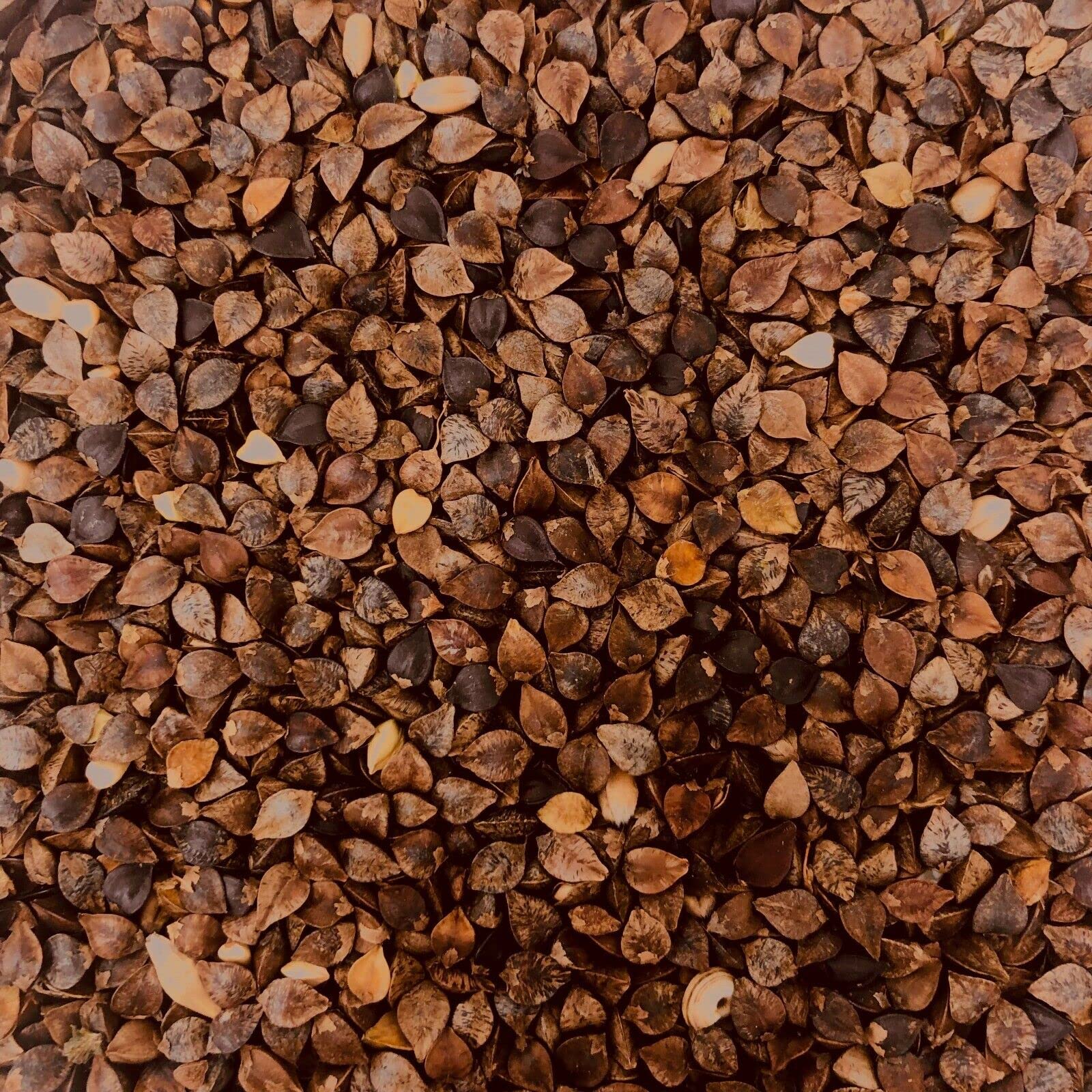 Buchweizen 5 kg Saatgut Samen Zwischenfrucht Gründünger Fagopyrum tartaricum Einzelsaatgut