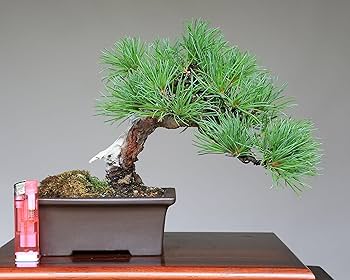 吾妻五葉松　短葉　樹齢約40年　実生 Amazon.co.jp: 吾妻五葉松 実生 古木【樹齢約50年】 小品盆栽