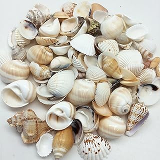PEPPERLONELY Indian Ocean Medium Mix Sea Shells, 16 OZ Apprx. 70+ PC Shells, 1/2 Inch ~ 2 Inch