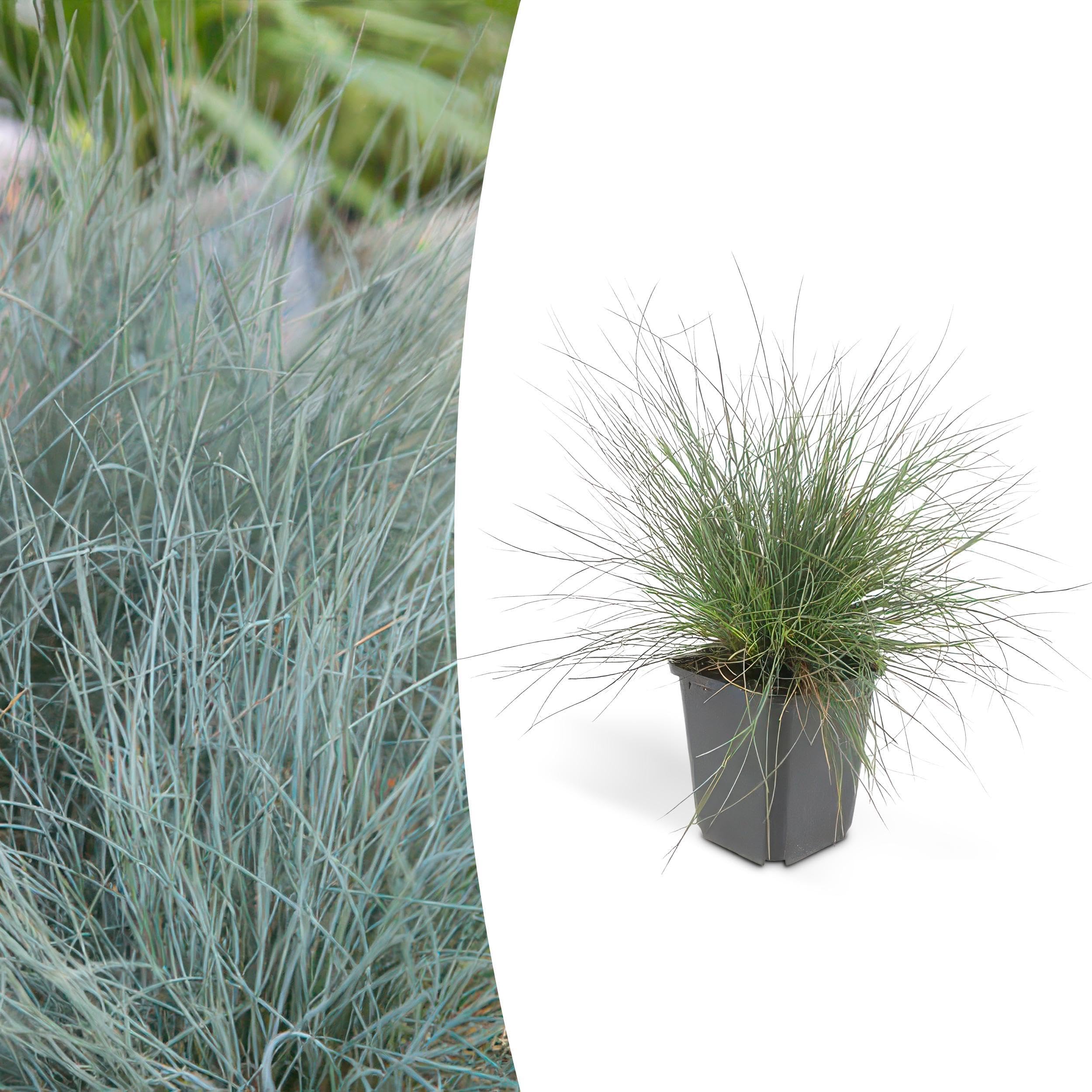 Festuca glauca 'Elijah Bleu' | 12 stuks - 10-25cm - Ø9cm - Pianta da giardino